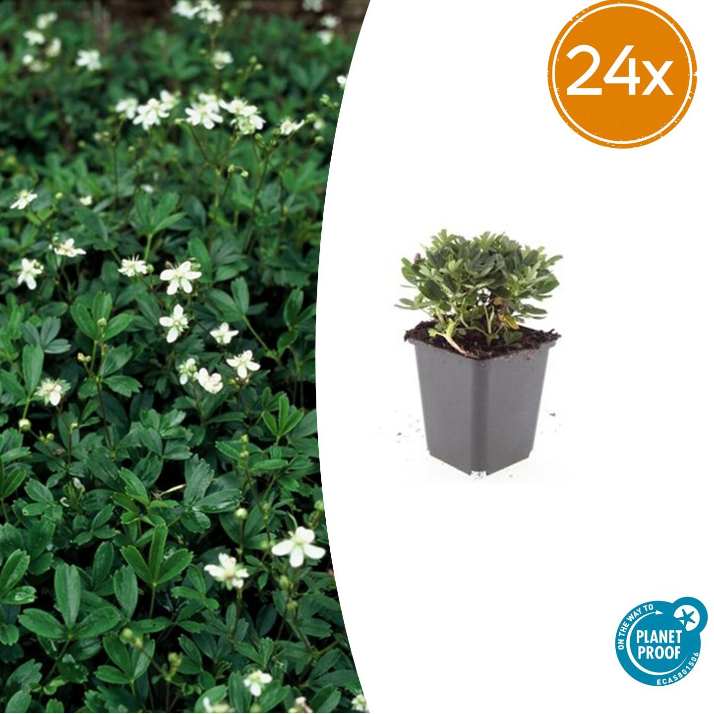 Fingerstrauch - Potentilla tridentata 'Nuuk' - ↕10-25cm - Ø9cm 24 Stück