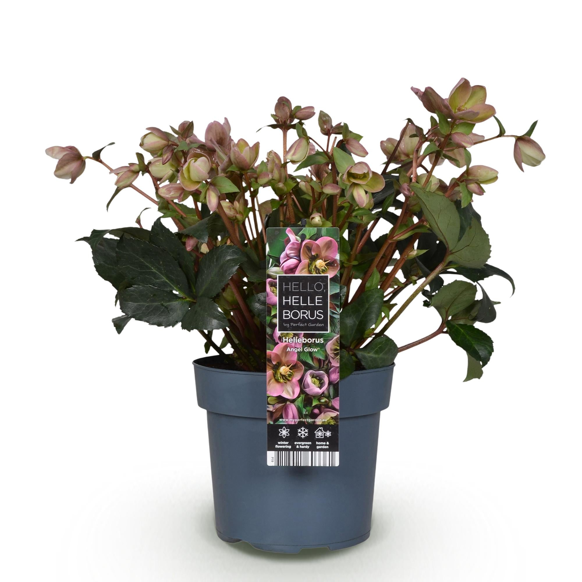 Christrose - Helleborus Angels Glow - Rosa Blüte - Immergrün - Topf 19cm Höhe 50cm