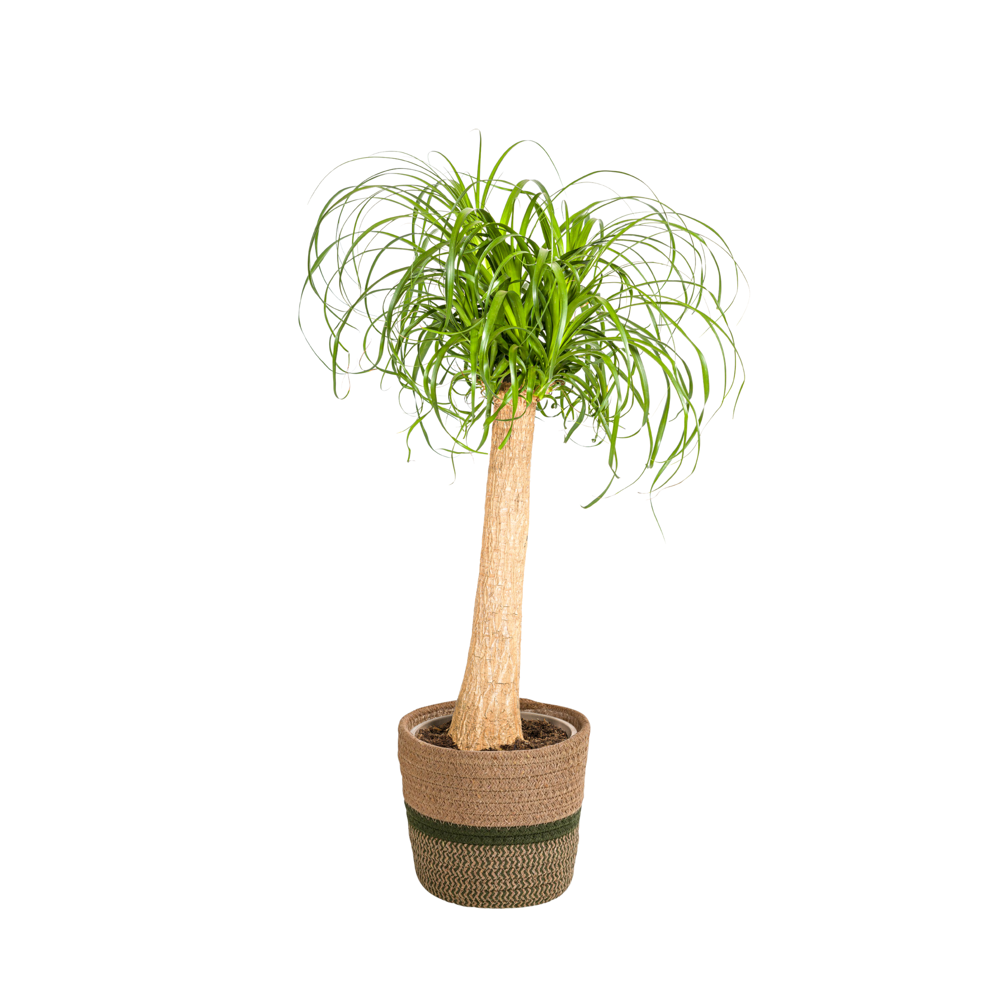 Elefantenfuß - Beaucarnea Recurvata Stamm mit Korb Ø24cm - ↕80 - 100cm