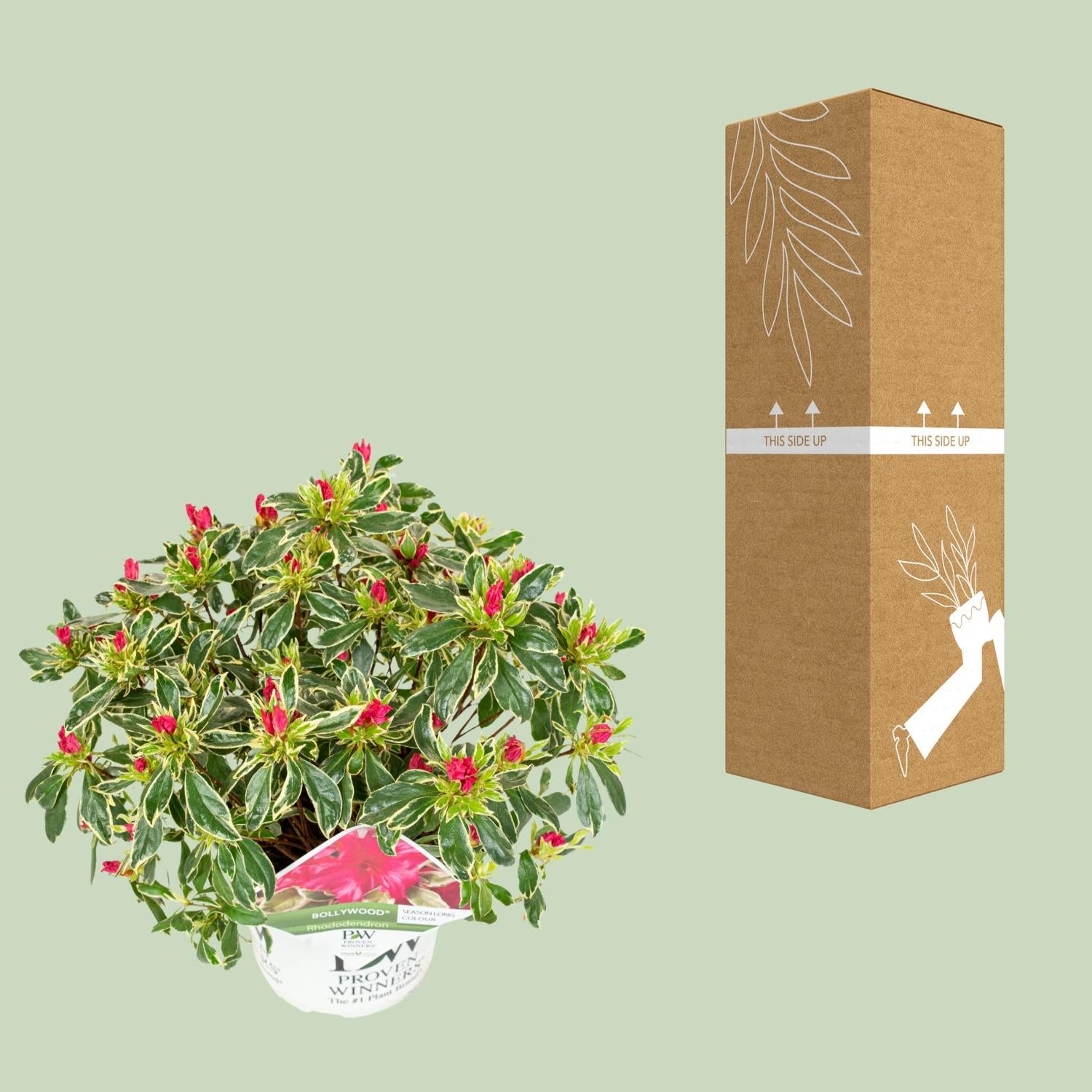 Azalee - Rhododendron 'Bollywood' - Ø19cm - ↕30cm