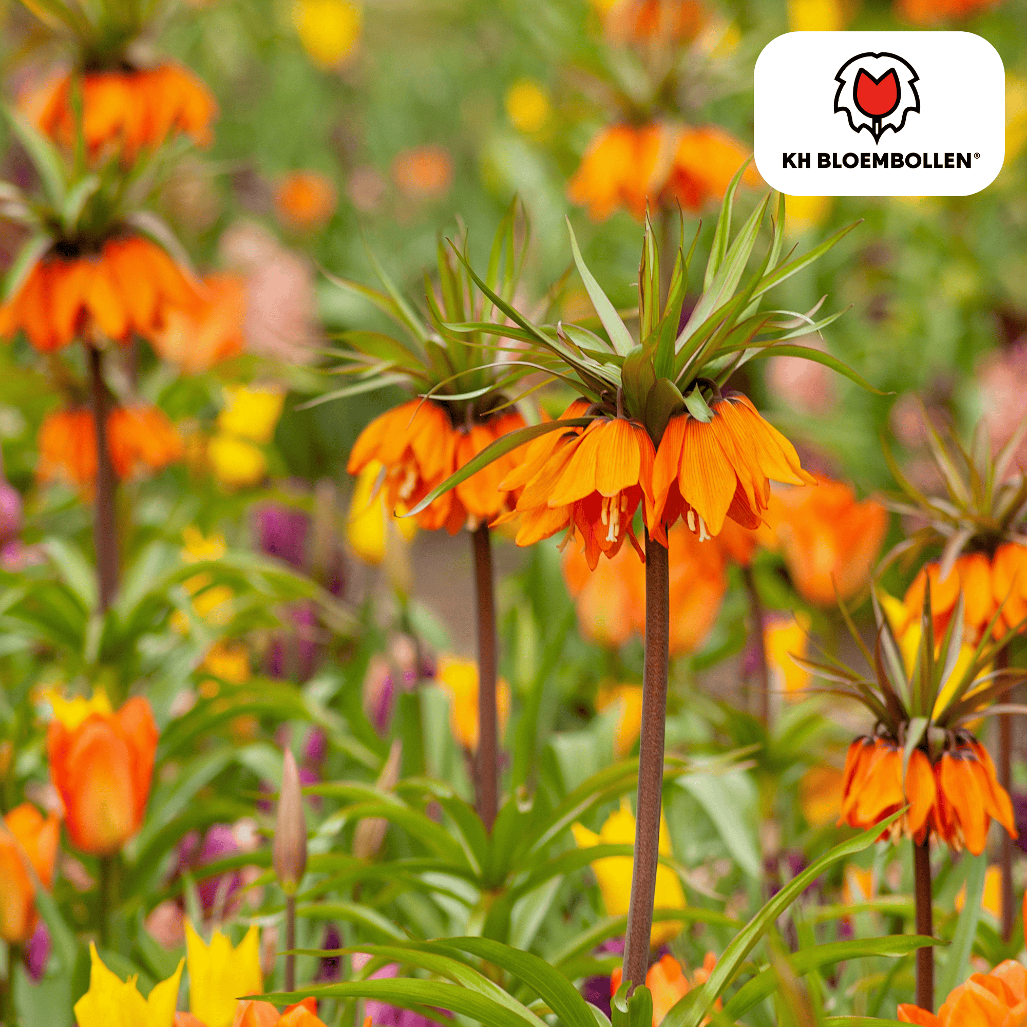 Kaiserkrone - Fritillaria Imperialis ImGarland Star 5 Stück