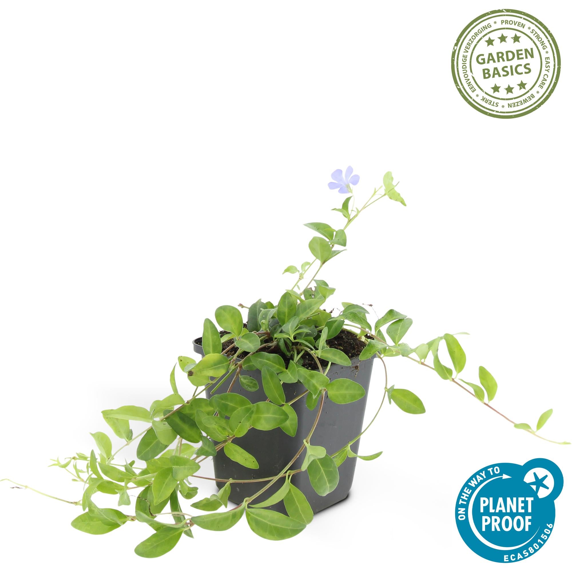 Kleines blaues Immergrün - Vinca minor - ↕10-25cm - Ø9cm 48 Stück