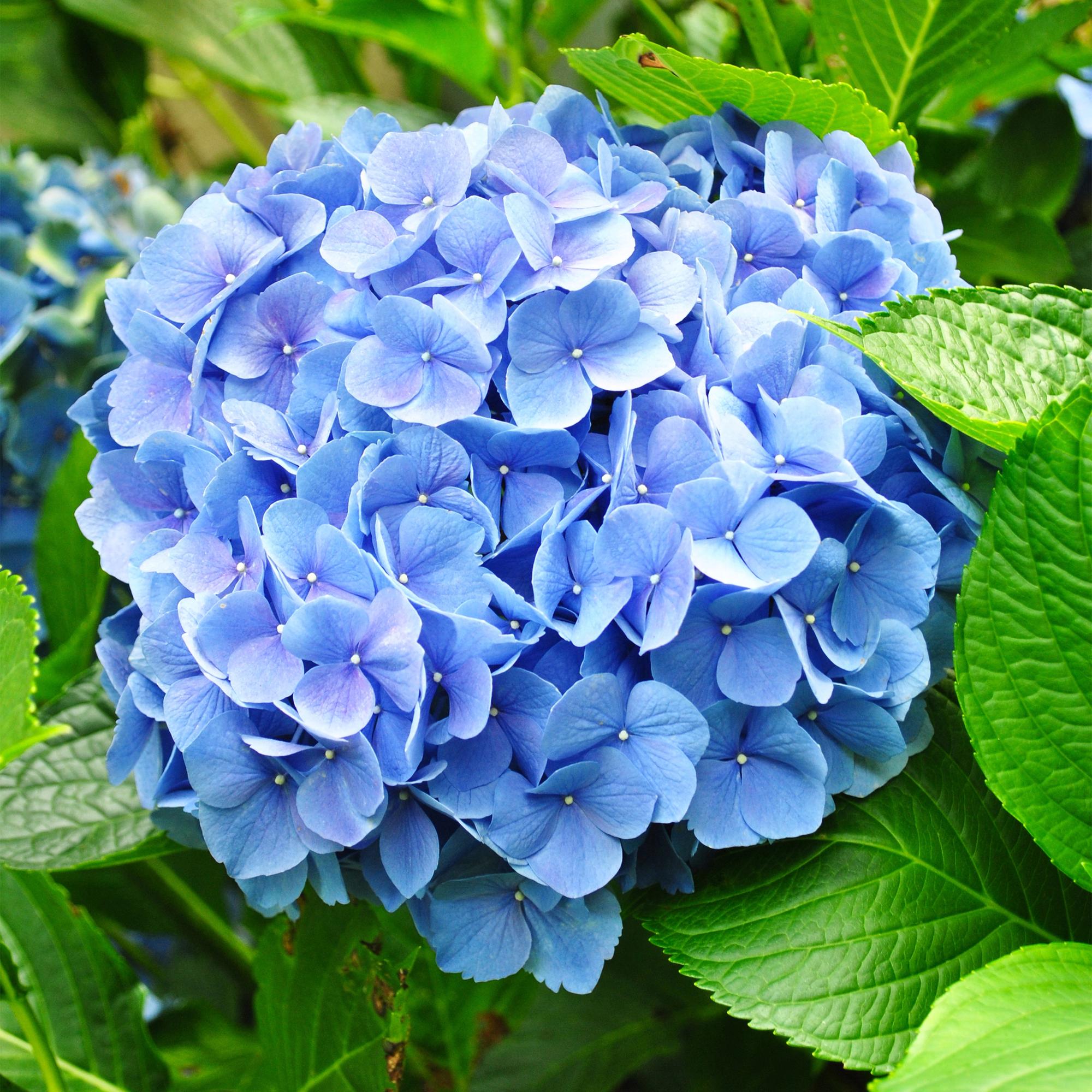 Gartenhortensie - Hortensie - Hydrangea macrophylla Blau - Blüte Blau - 1 Pflanze - Laubabwerfend - Wenig Pflege - Topf 17cm Höhe 30cm