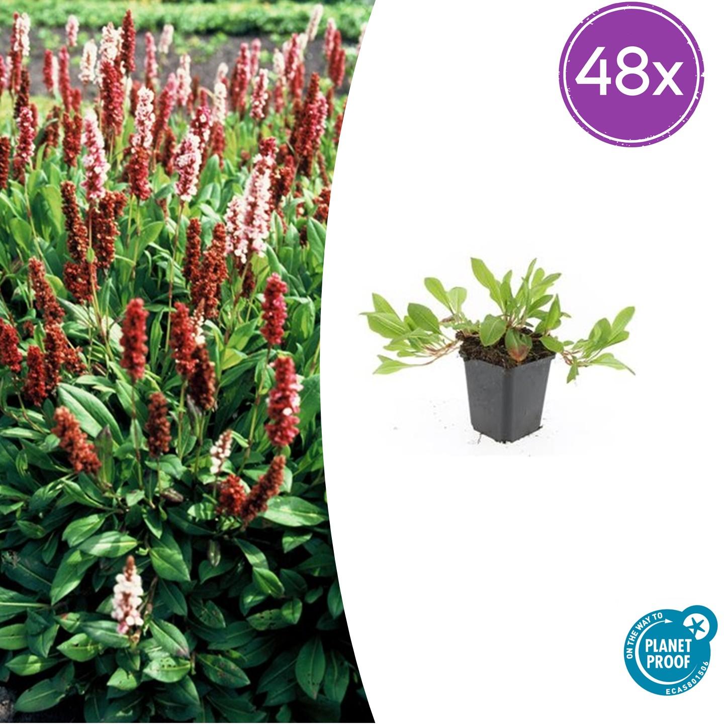 Schneckenknöterich - Persicaria aff. 'Darjeeling Red' - ↕10-25cm - Ø9cm 48 Stück