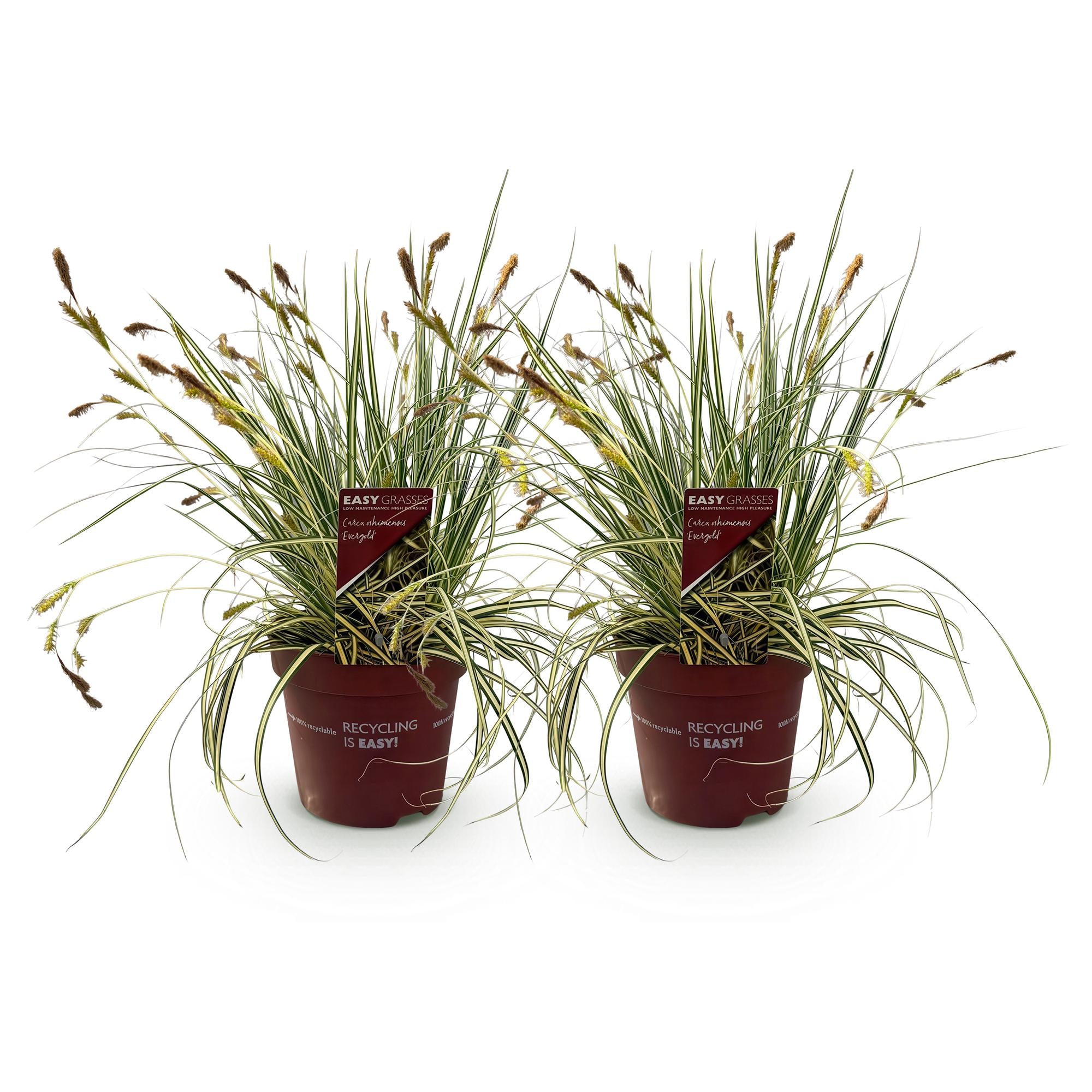Japangoldsegge - Carex oshimensis Evergold - Gelb & Grün - 2 Pflanzen - Immergrün - Wenig Pflege - Topf 17cm Höhe 50cm