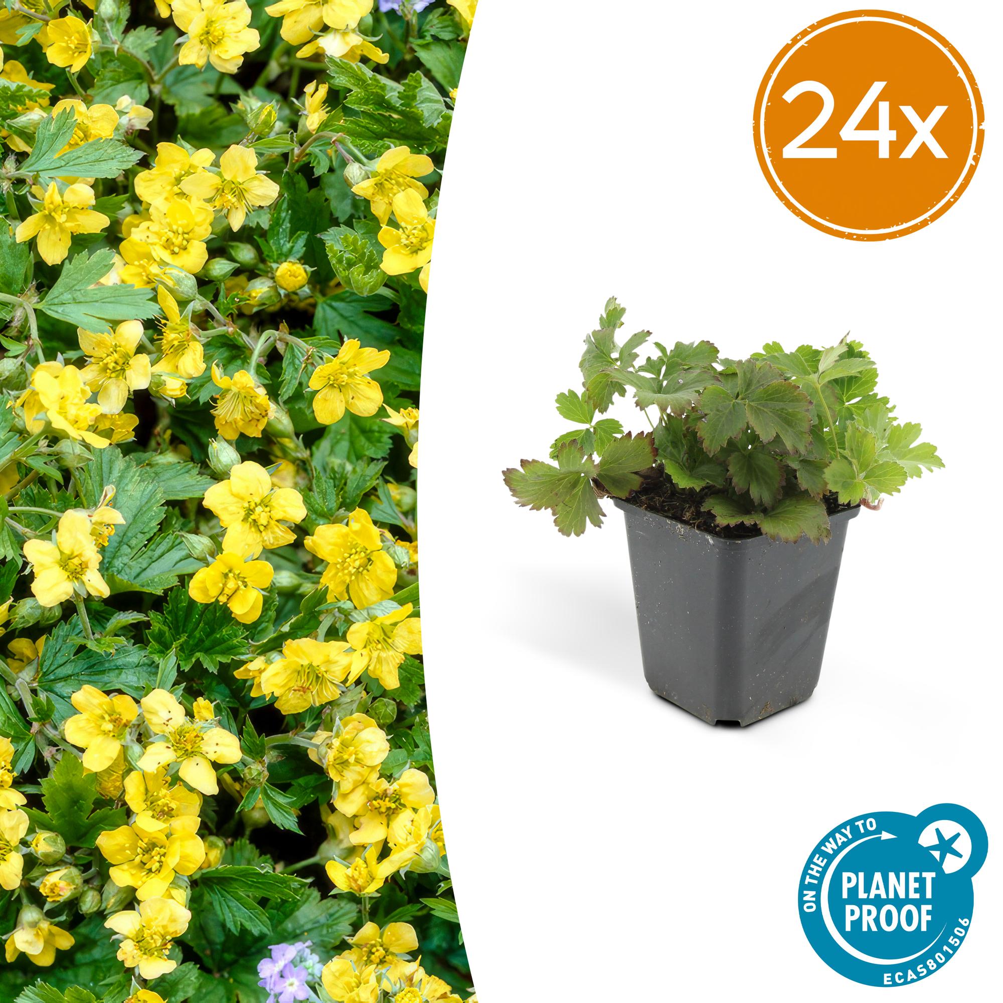 Golderdbeere - Waldsteinia ternata - ↕10-25cm - Ø9cm 24 Stück