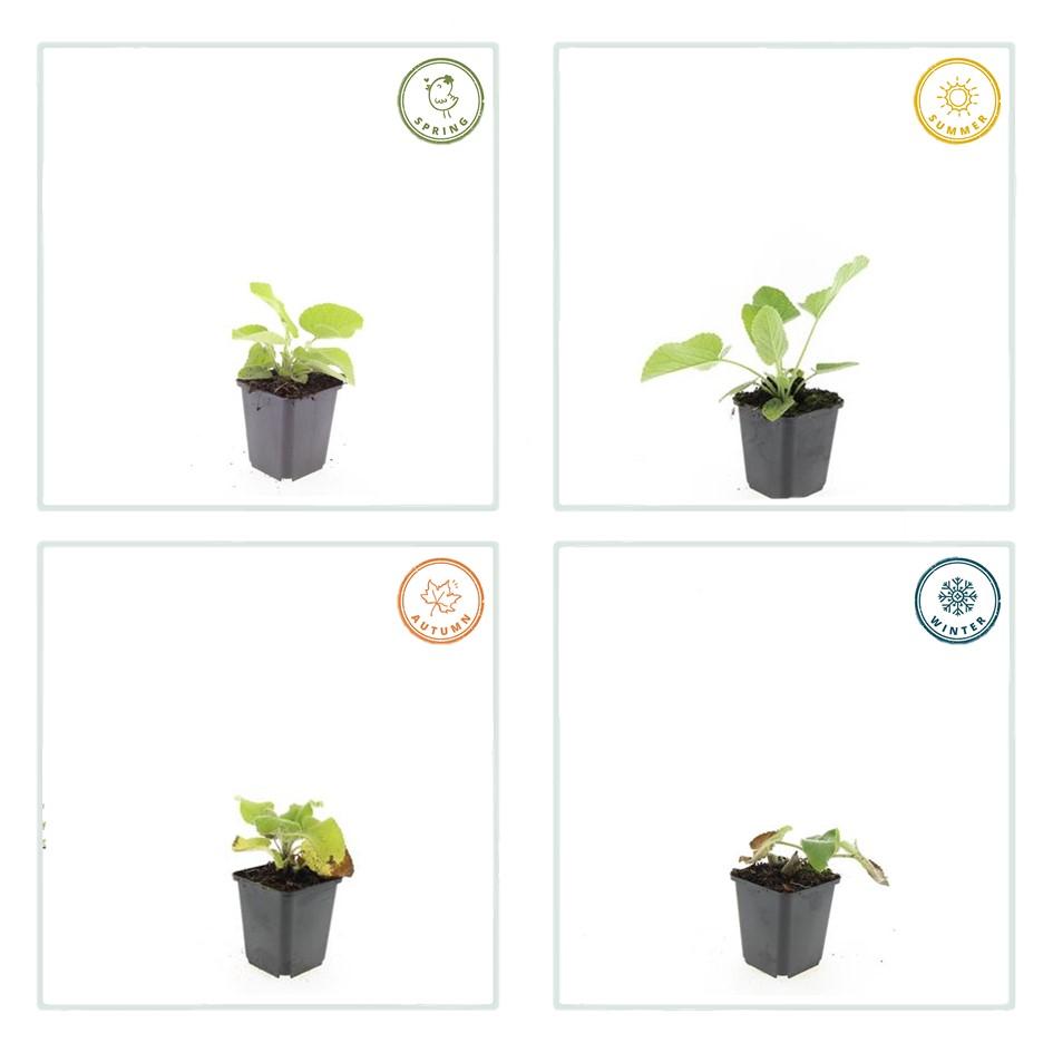 Syrisches Brandkraut - Phlomis russeliana - ↕10-25cm - Ø9cm 48 Stück