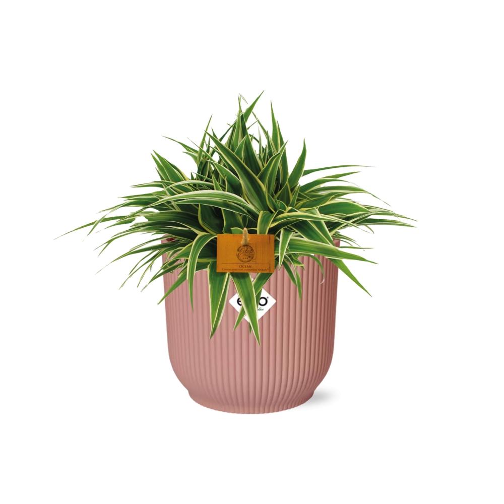 Grünlile - Chlorophytum Ocean - 15cm - in ELHO Vibes Fold 16cm - round  delicate pink