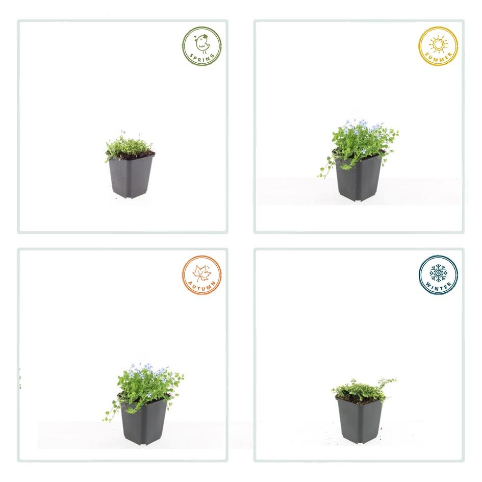 Weißer Blaupolster - Isotoma fluviatilis 'Alba'- ↕10-25cm - Ø9cm 48 Stück