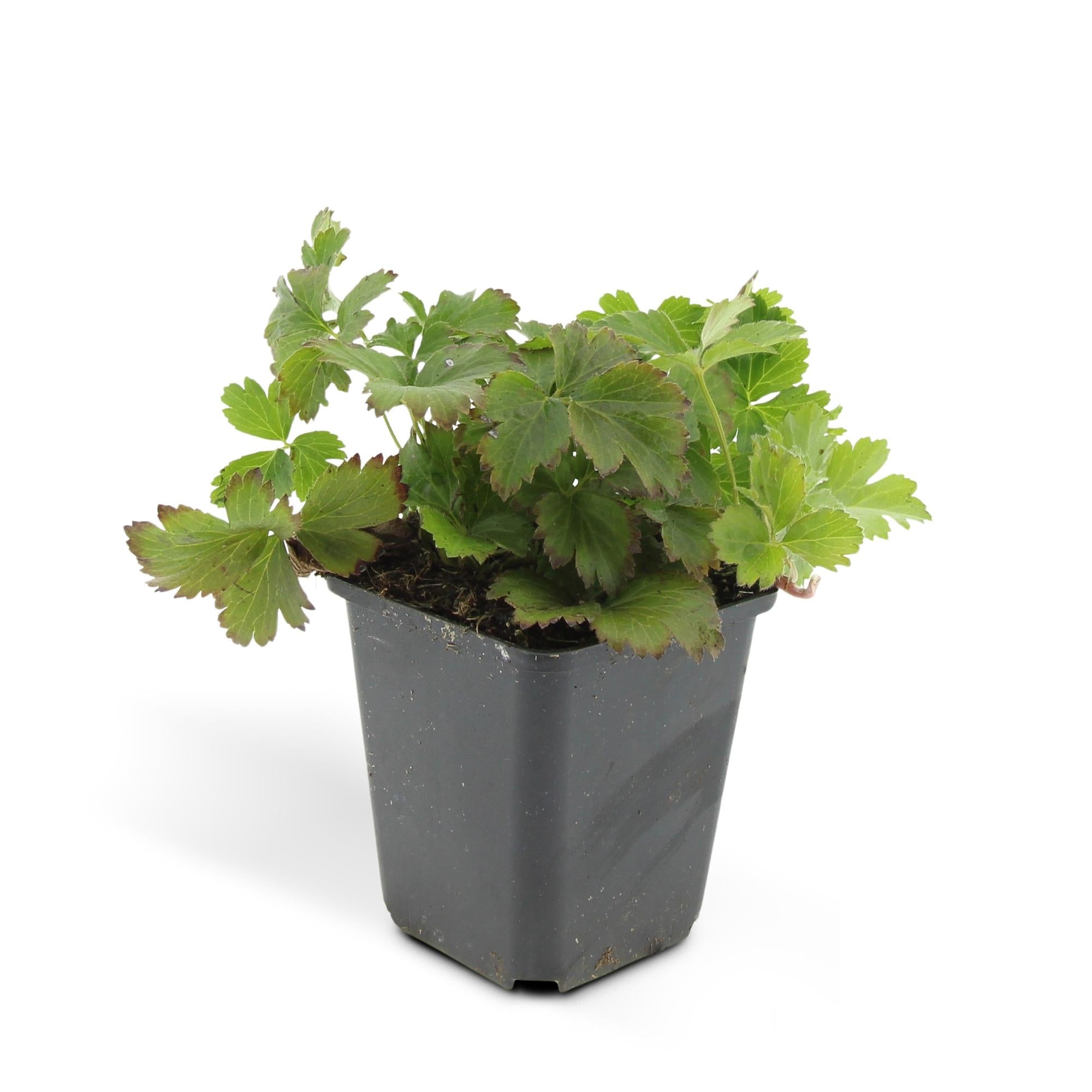 Golderdbeere - Waldsteinia ternata - ↕10-25cm - Ø9cm 24 Stück