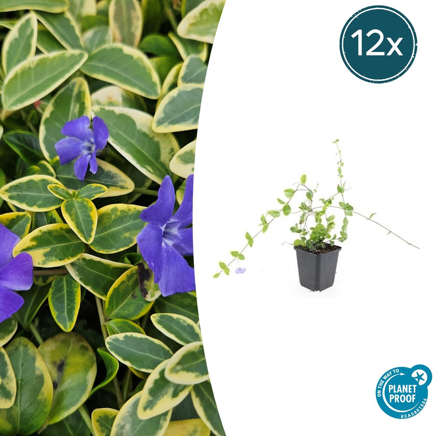 Kleines Immergrün - Vinca minor 'Blue and Gold' - ↕10-25cm - Ø9cm 12 Stück