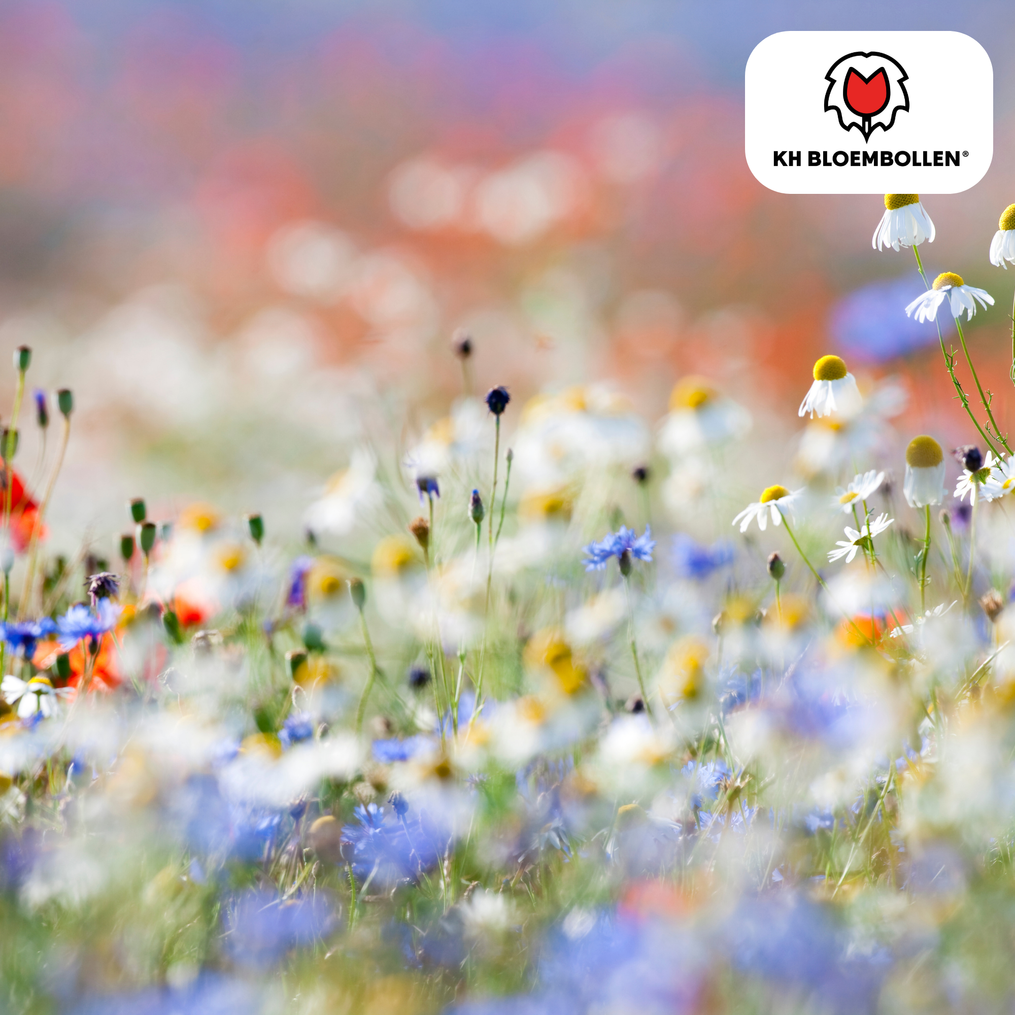 Wildblumenmischung  – Saatbeutel 100 Gramm - Gut für Bienen, Schmetterlinge und Biodiversität  ± 30–50 m²