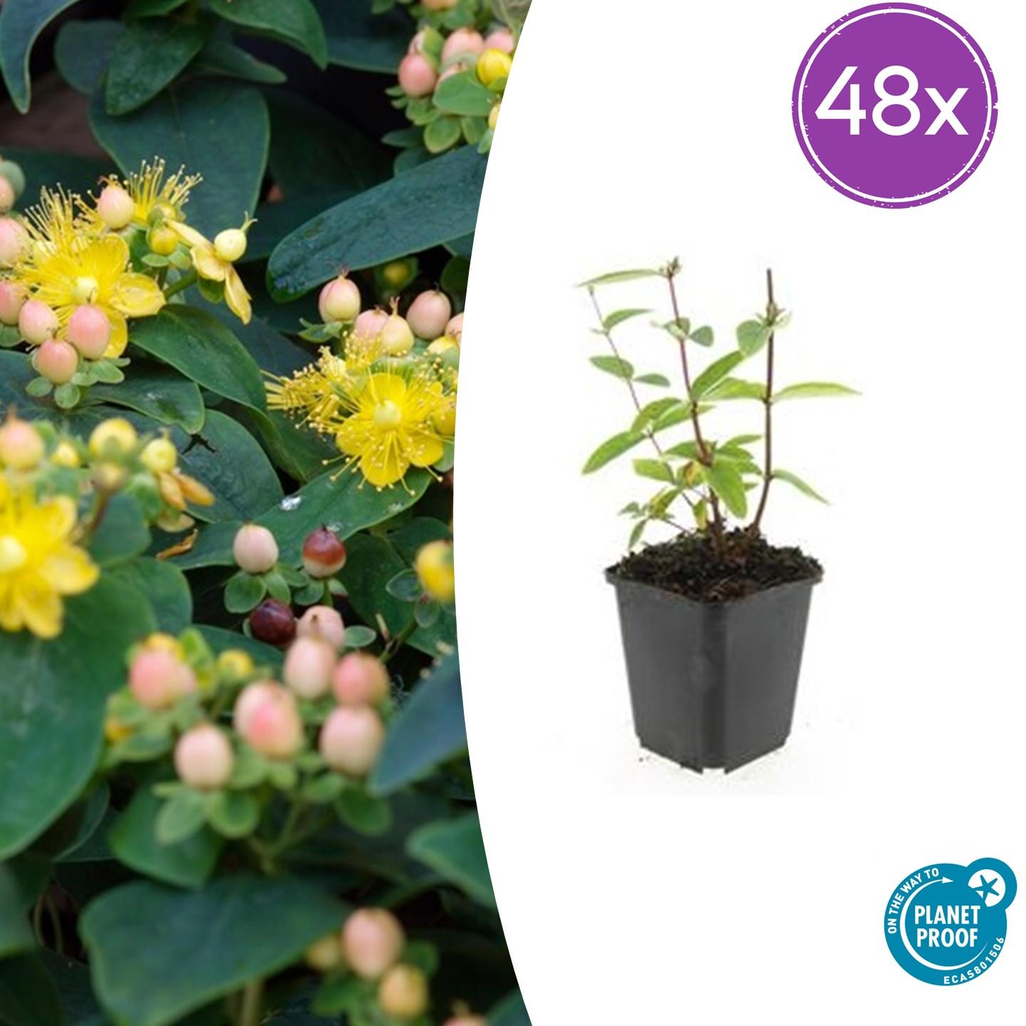 Johanniskraut - Hypericum inodorum 'Annebel' - ↕10-25cm - Ø9cm 48 Stück