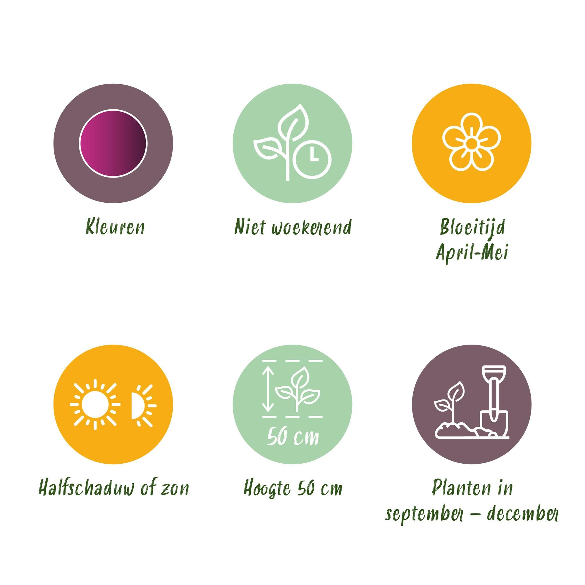 Tulpen - Tulipa Triumph Purple - Farbe Lila - 15 Stück - Zwiebelgröße 11/12 - XXL Pack