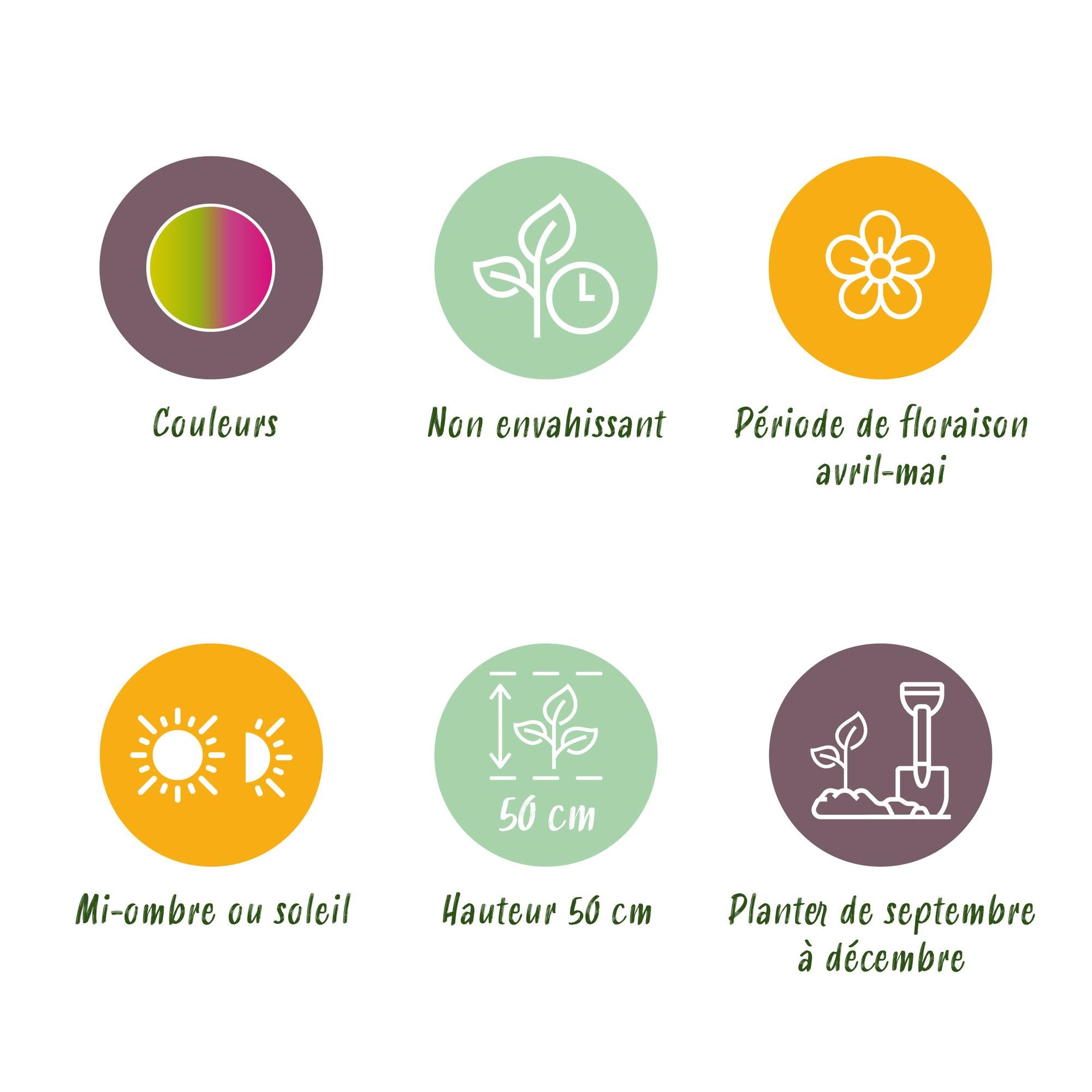 Tulpen - Tulipa Strawberry Lemonade - Verschiedene Farben - 12 Stück - Zwiebelgröße 11/12 - XXL Pack