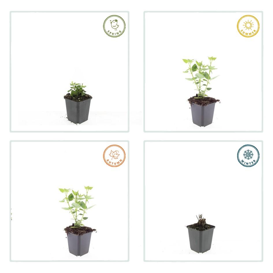 Blaunessel - Agastache 'Blue Fortune' - ↕10-25cm - Ø9cm 48 Stück