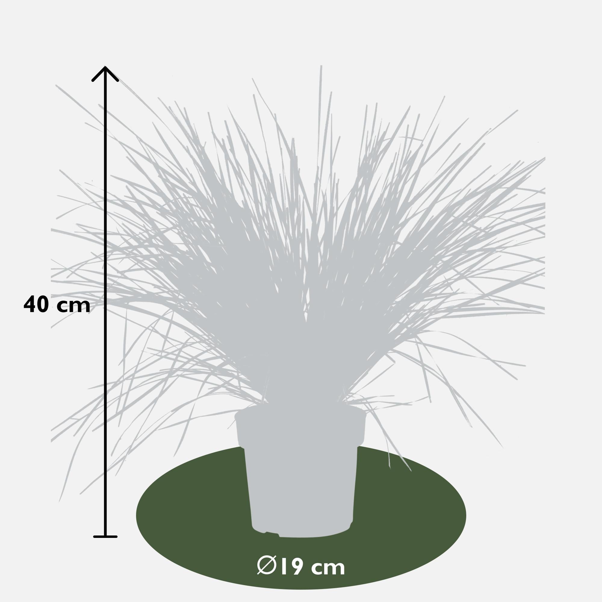 Australisches Ziergras - Lomandra longifolia 'White Sands' - Ø19cm - ↕40cm