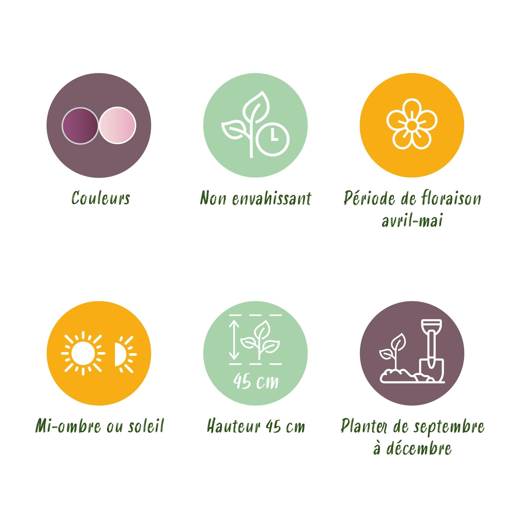 Tulpen Mix - Tulipa Macron mix - Verschiedene Farben - 12 Stück - Zwiebelgröße 11/12 - XXL Pack