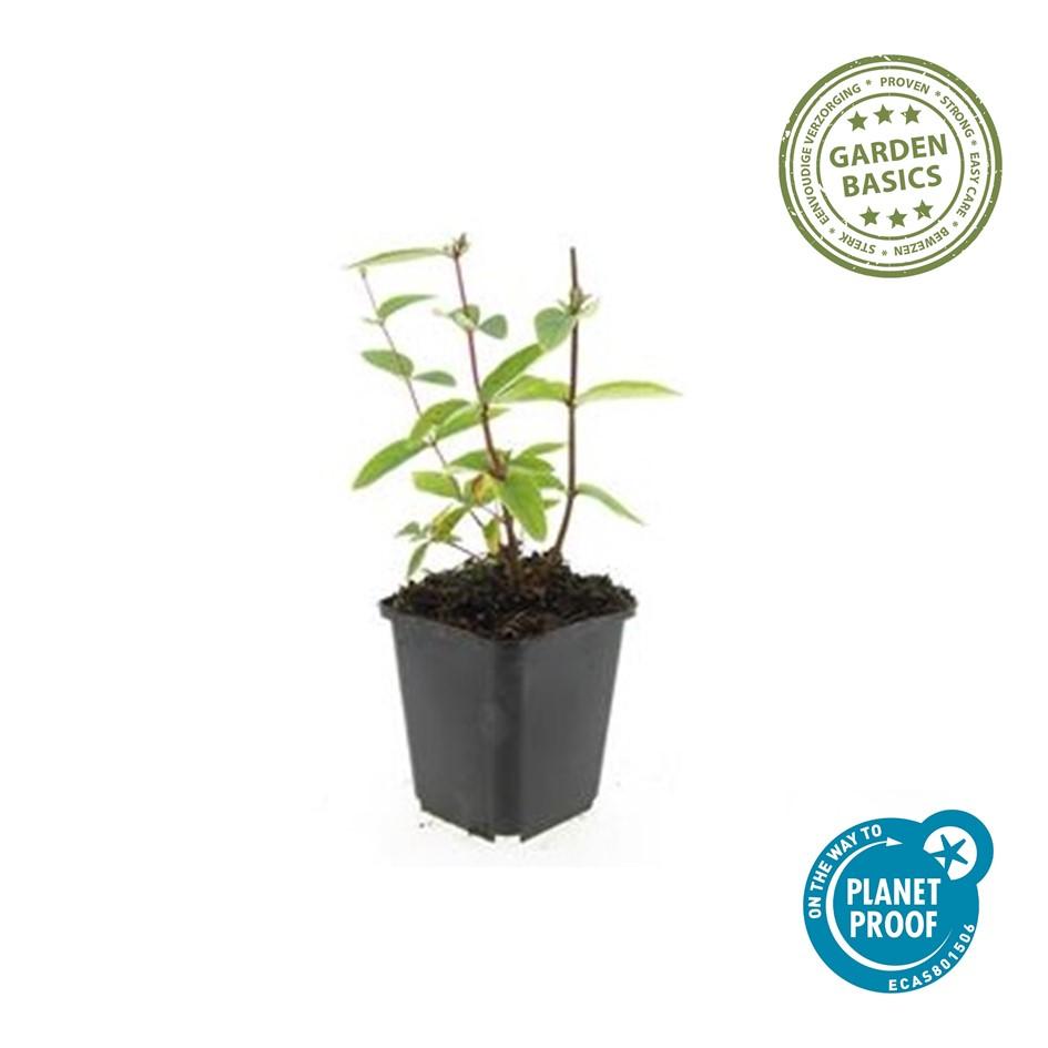 Johanniskraut - Hypericum inodorum 'Annebel' - ↕10-25cm - Ø9cm 48 Stück