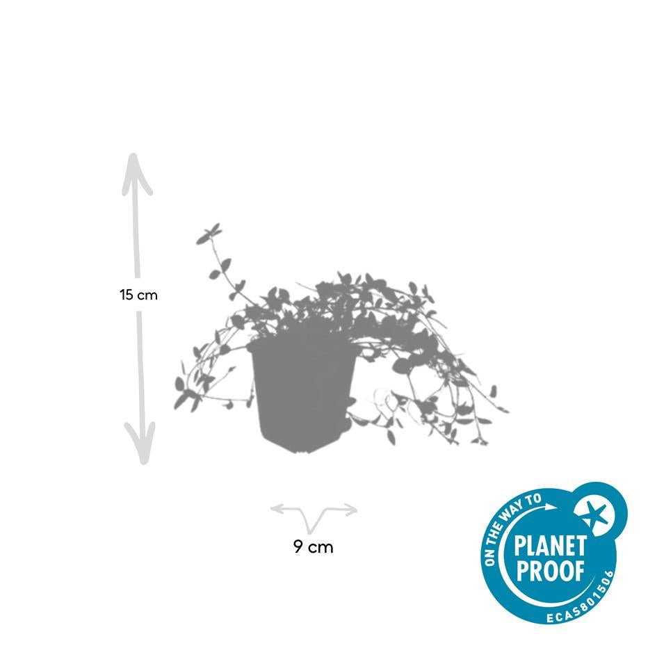 Kleines weißes Immergrün - Vinca minor 'Gertrude Jekyll' - ↕10-25cm - Ø9cm 48 Stück