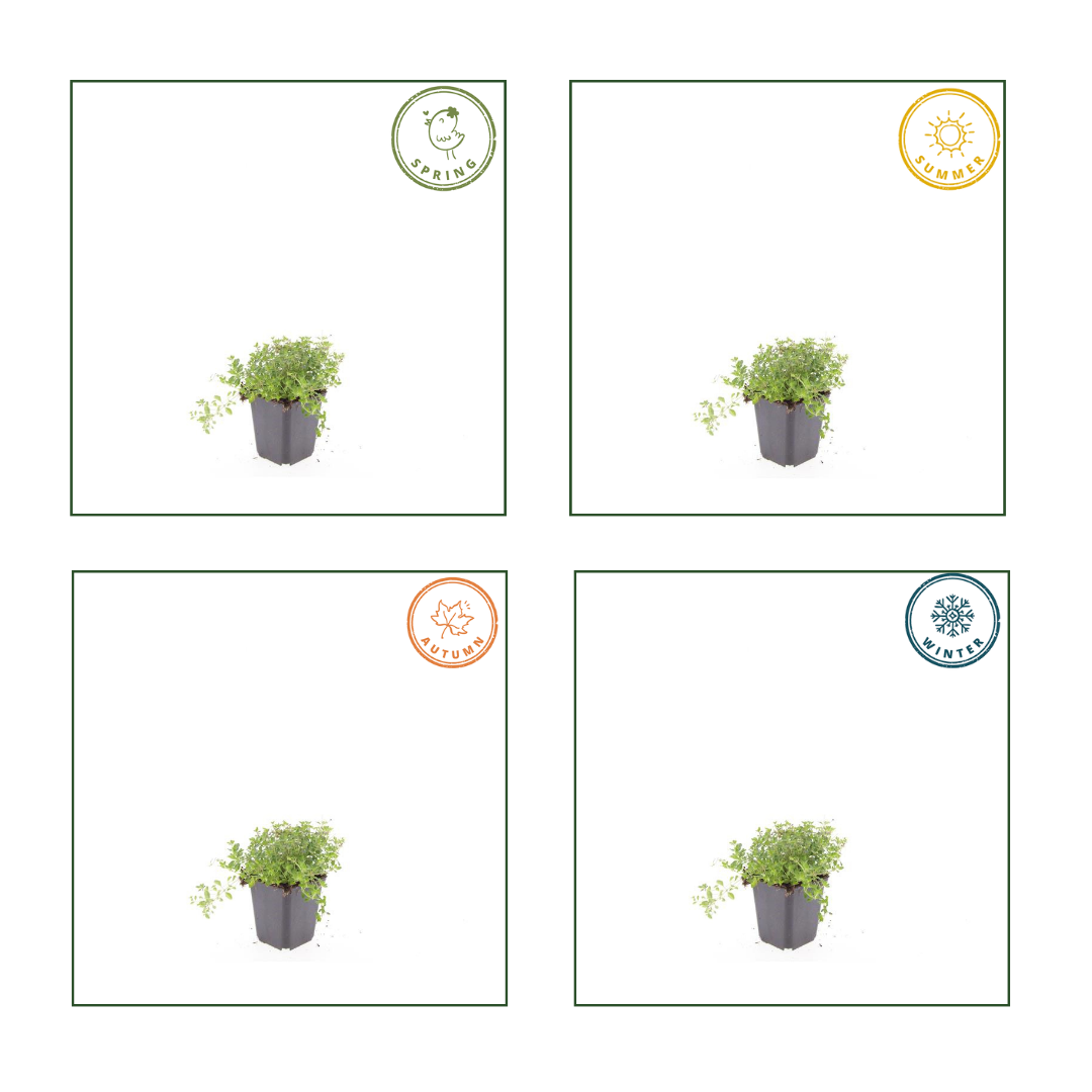 Feldthymian - Thymus serpyllum - ↕10-25cm - Ø9cm 6 Stück
