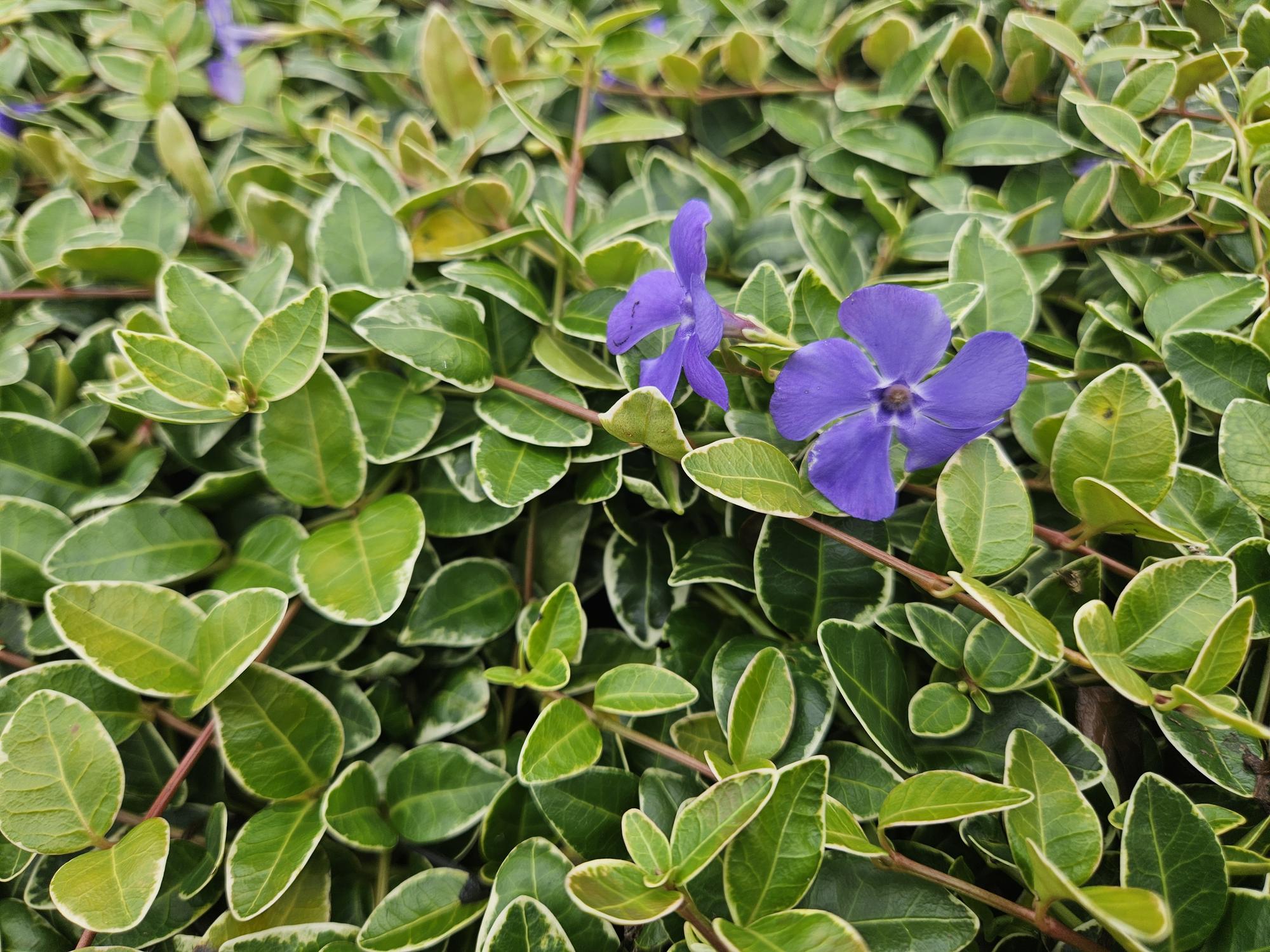 Kleines Immergrün - Vinca minor 'Argenteovariegata' - ↕10-25cm - Ø9cm 48 Stück