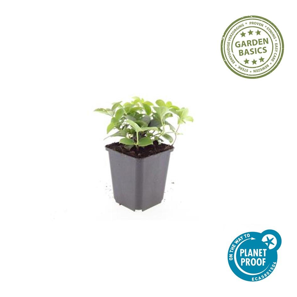 Kanadischer Hartriegel - Cornus canadensis - ↕10-25cm - Ø9cm 40 Stück