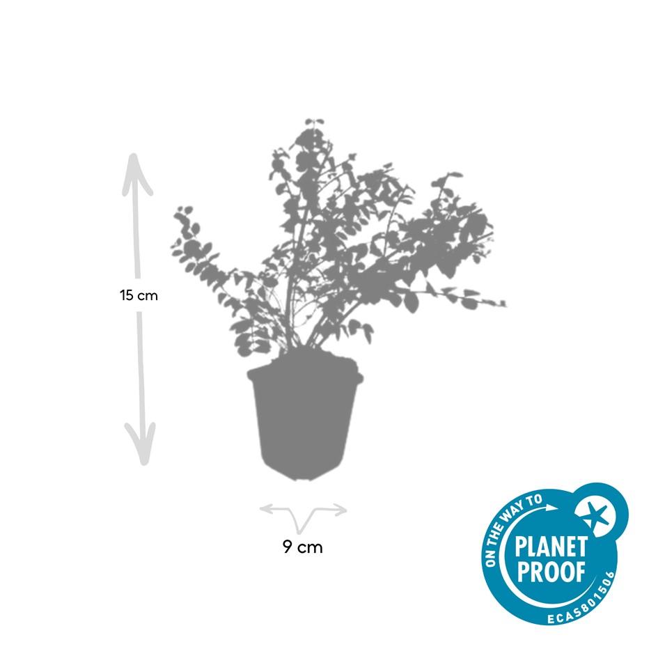 Niedrige Purpurbeere - Symphoricarpos ch. 'Hancock' - ↕10-25cm - Ø9cm 60 Stück