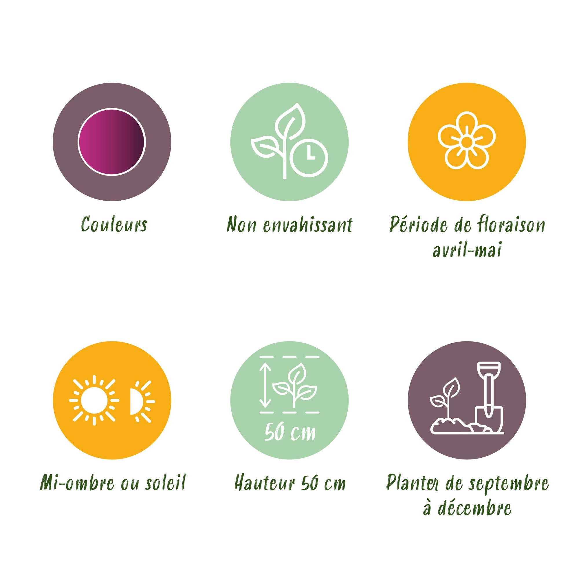 Tulpen - Tulipa Triumph Purple - Farbe Lila - 15 Stück - Zwiebelgröße 11/12 - XXL Pack