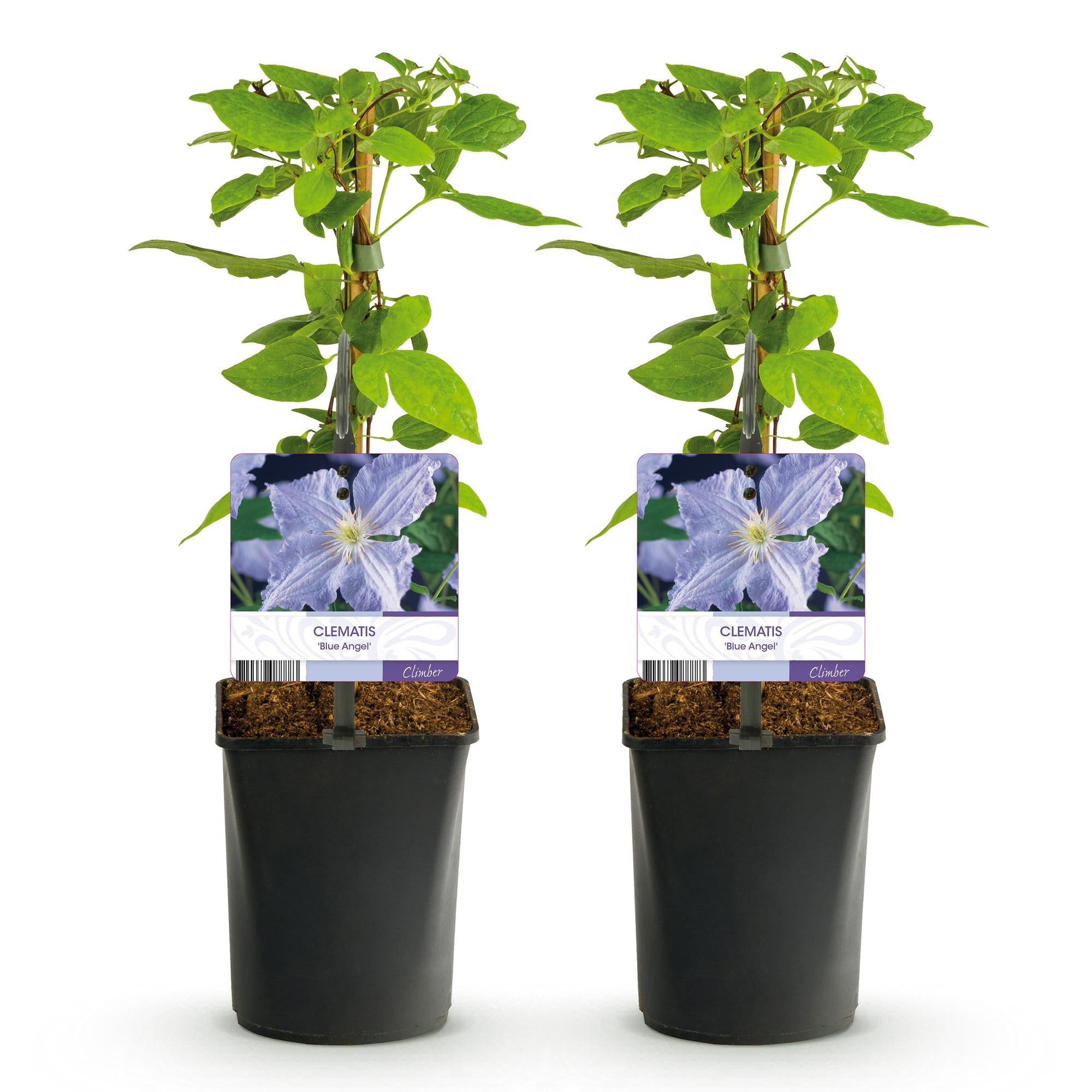 Waldrebe - Clematis Blue Angel - Blüte Licht Blau - 2 Pflanzen - Topf 11cm Höhe 40cm