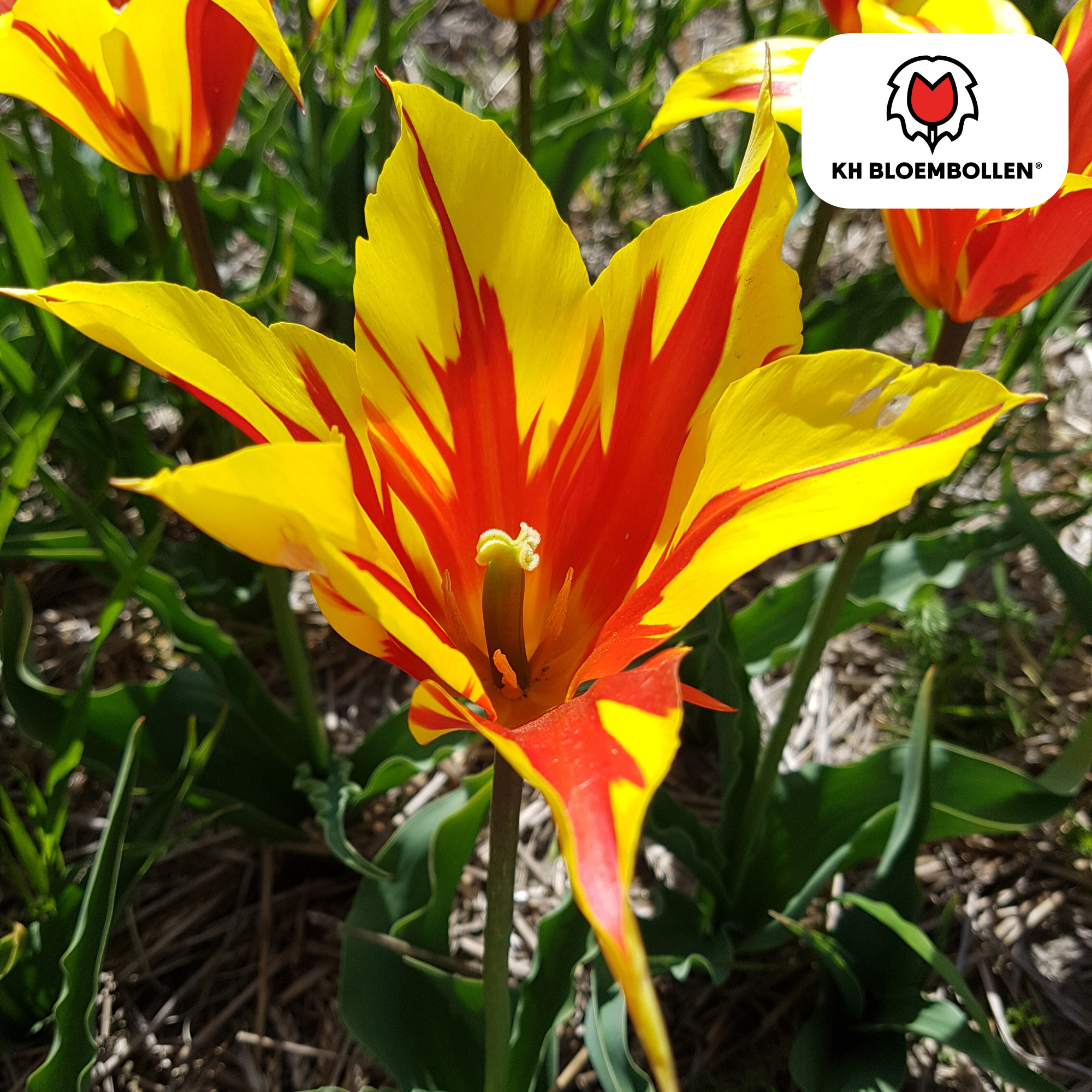 Tulpen - Tulipa Fire Wings – 20 Stück - Rot-Gelb Flammende Tulpe – Feuerrot & Auffällig – Für Garten oder Topf – Größe 11/12 – Frisch vom Züchter