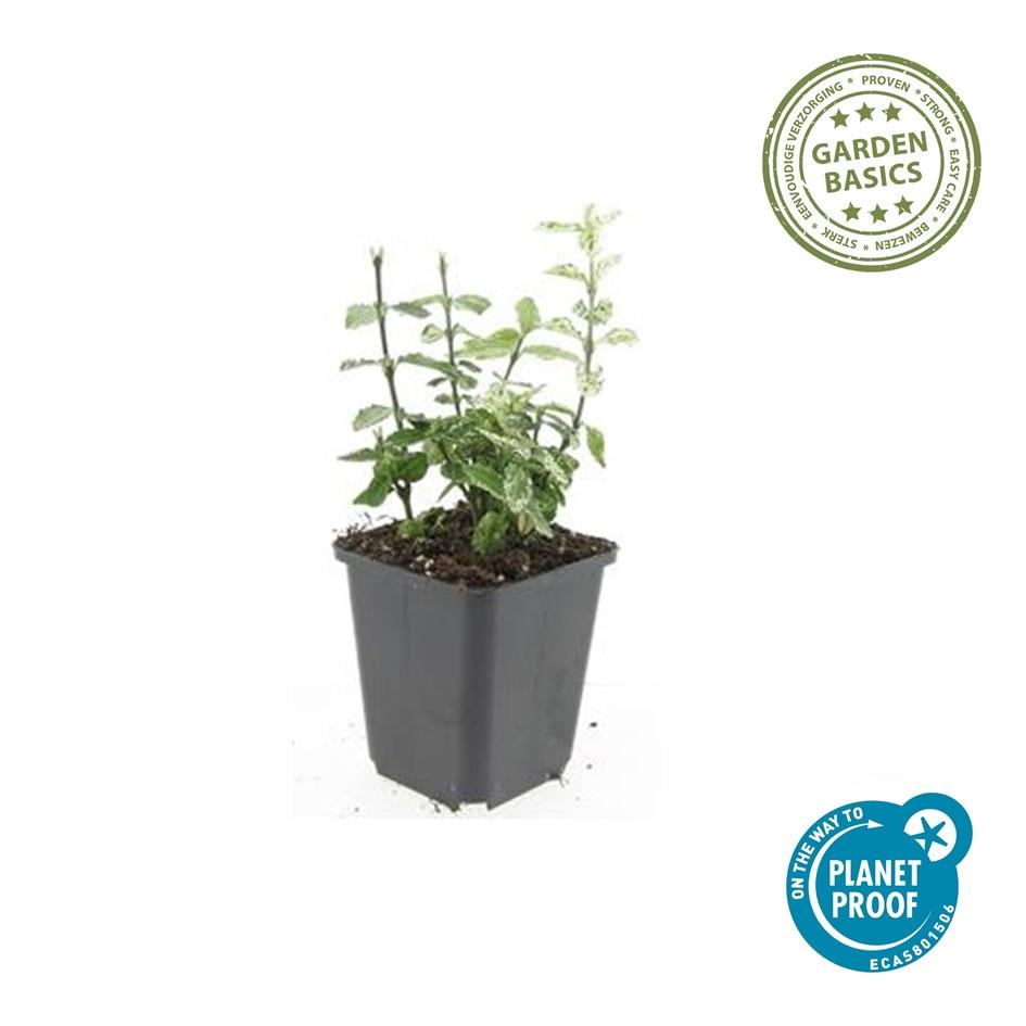 Kriechspindel - Euonymus fort. 'Harlequin' - ↕10-25cm - Ø9cm 60 Stück