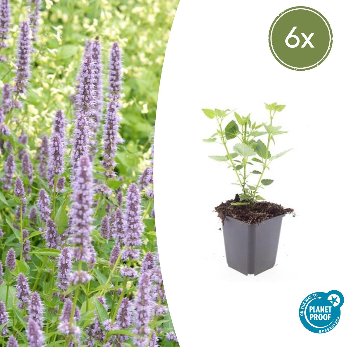 Blaunessel - Agastache 'Blue Fortune' - ↕10-25cm - Ø9cm 6 Stück