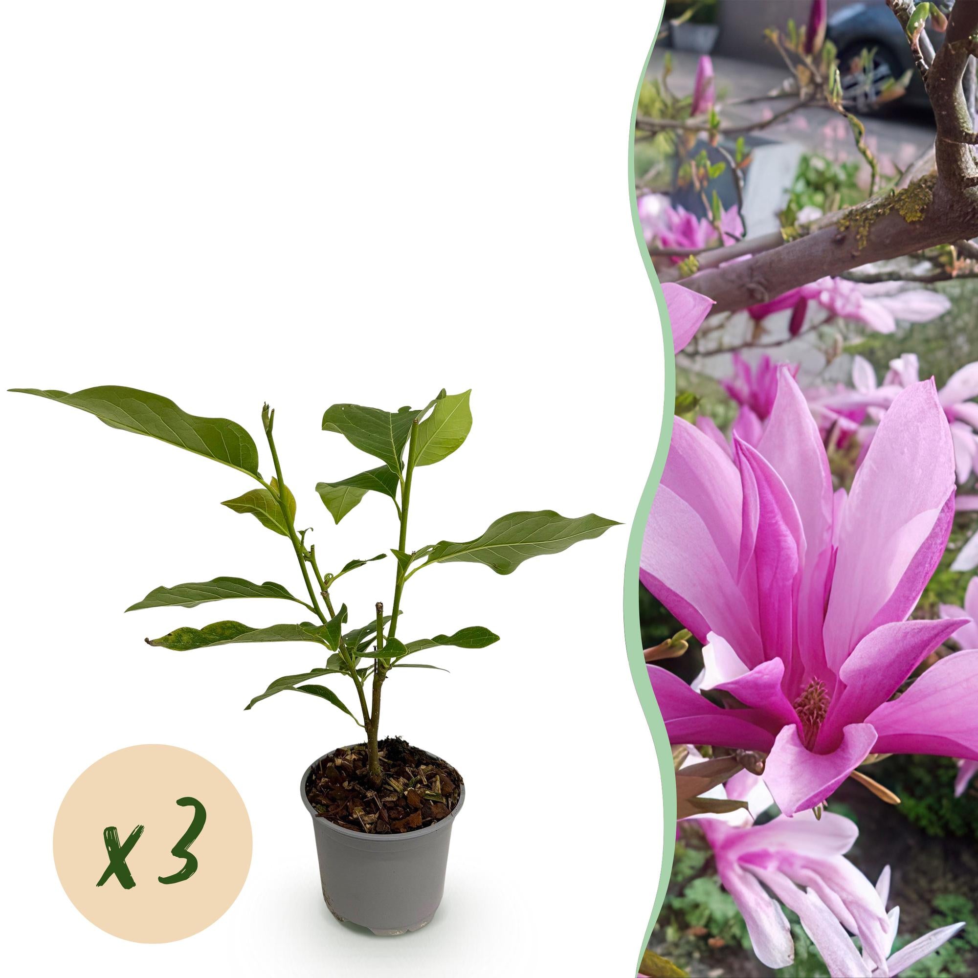 Magnolienstrauch - Magnolia Susan - Blüte Lila - 3 Pflanzen - Laubabwerfend - Wenig Pflege - Topf 12cm Höhe 30cm