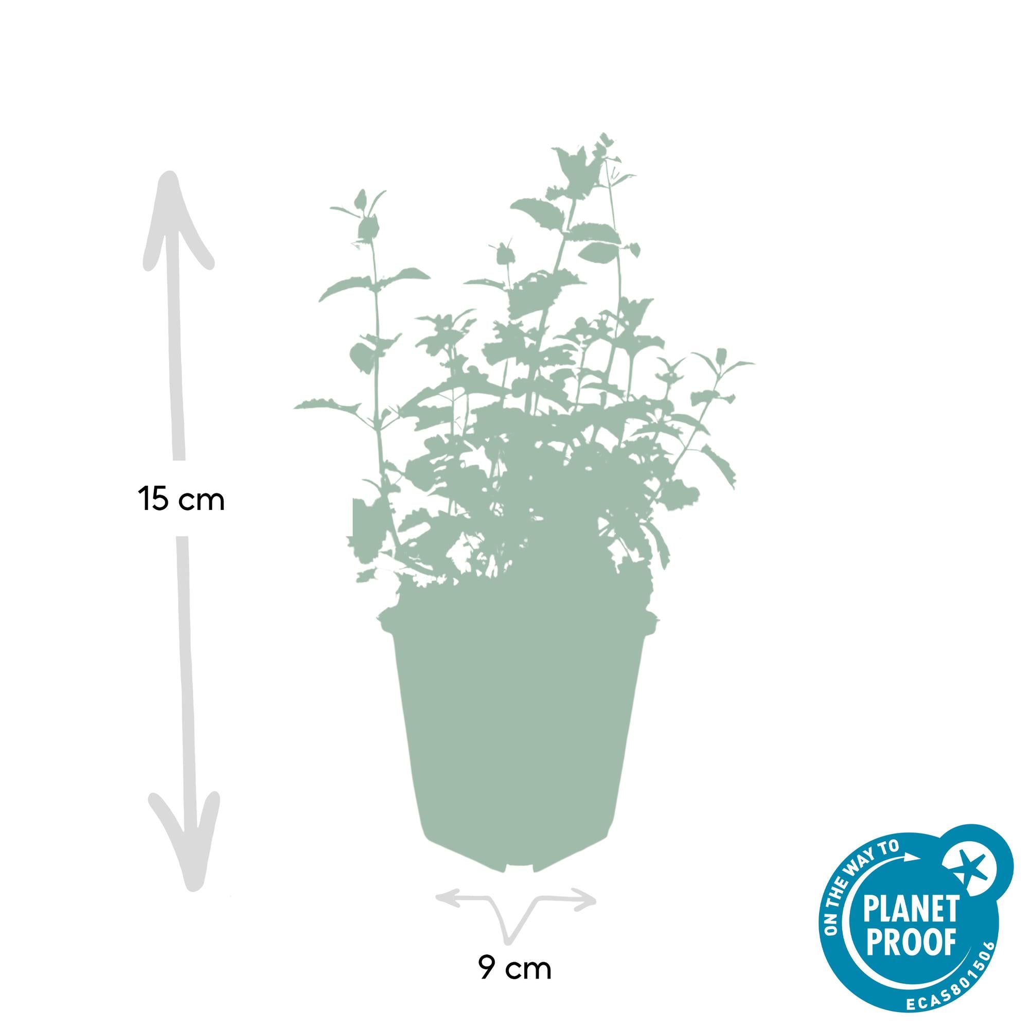 Katzenminze -  Nepeta 'Six Hills Giant' - ↕10-25cm - Ø9cm 48 Stück