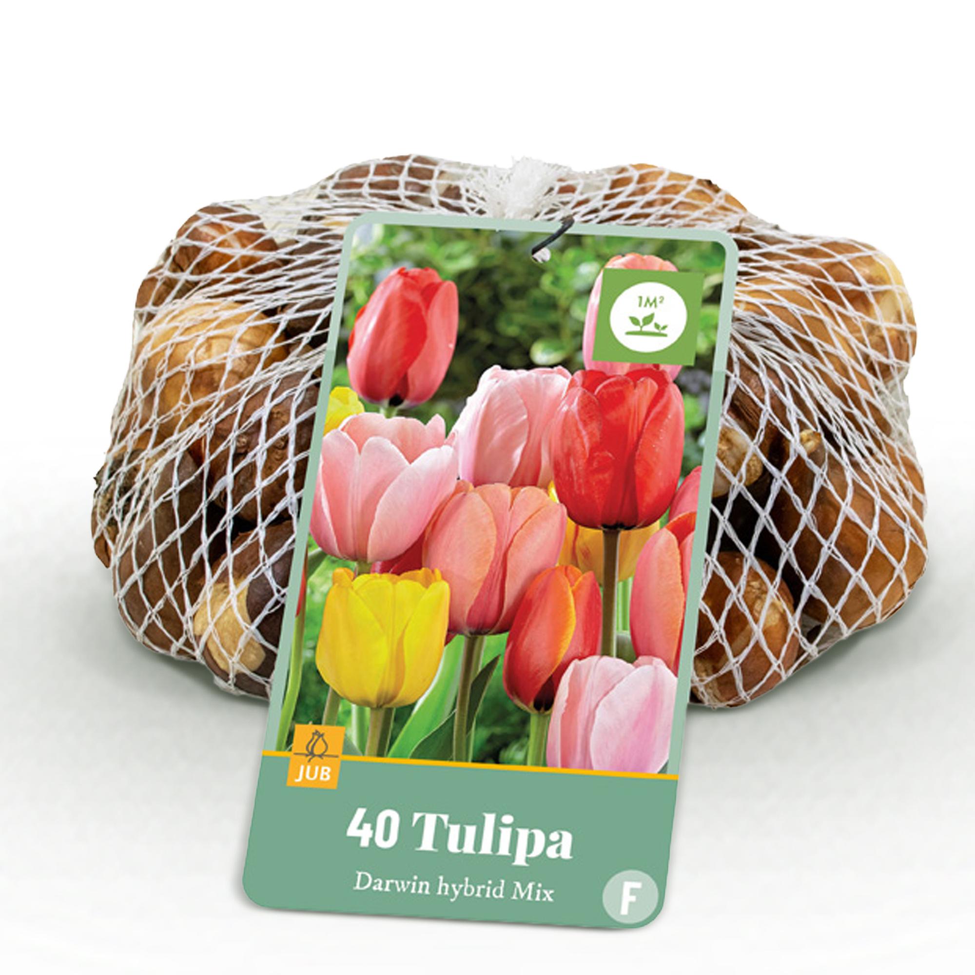 Tulpen Mix - Tulpe Darwin-Hybride Mischung - Verschiedene Farben - 40 Stück - Zwiebelgröße 10/12
