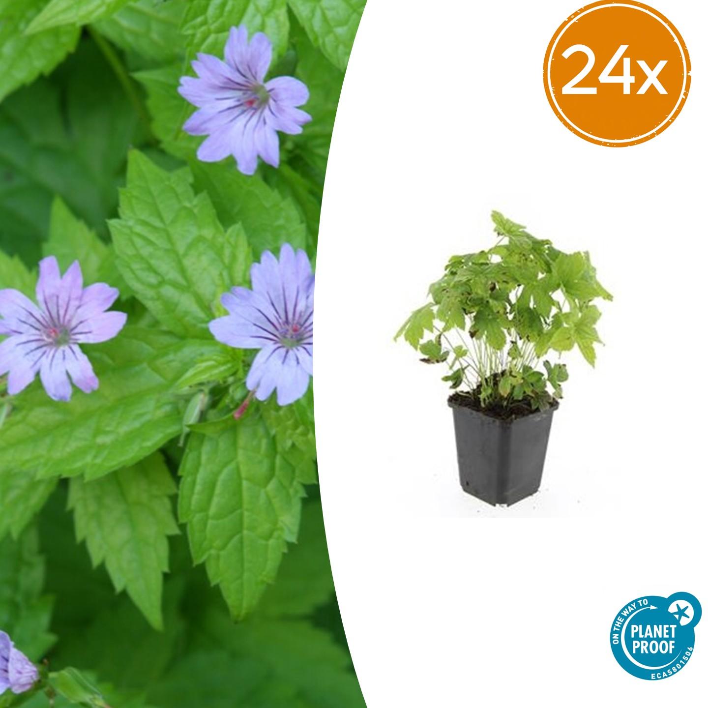 Knotenstorchschnabel - Geranium nodosum - ↕10-25cm - Ø9cm 24 Stück