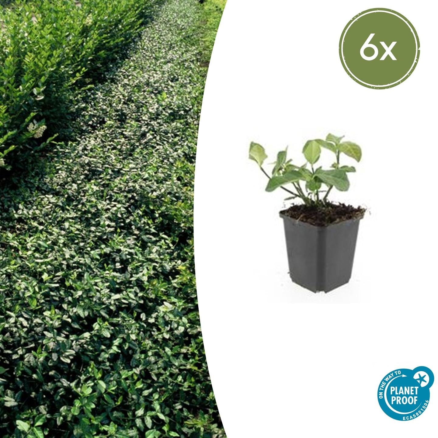 Immergrüne Kriechspindel - Euonymus fort. 'Dart's Blanket' - ↕10-25cm - Ø9cm 6 Stück