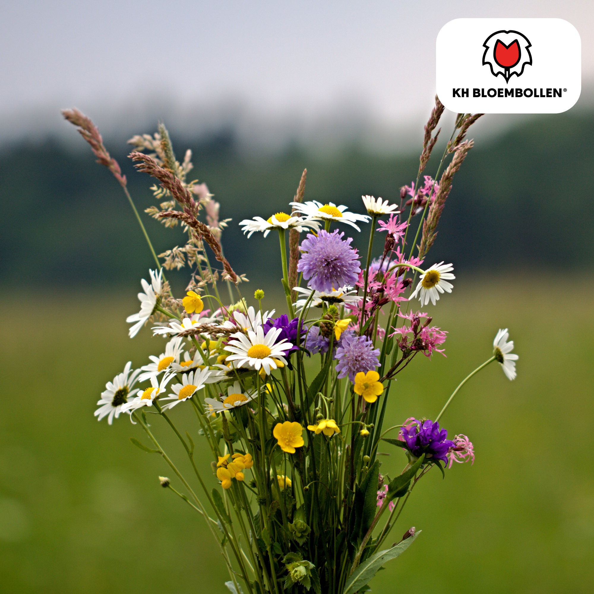 Wildblumenmischung  – Saatbeutel 100 Gramm - Gut für Bienen, Schmetterlinge und Biodiversität  ± 30–50 m²