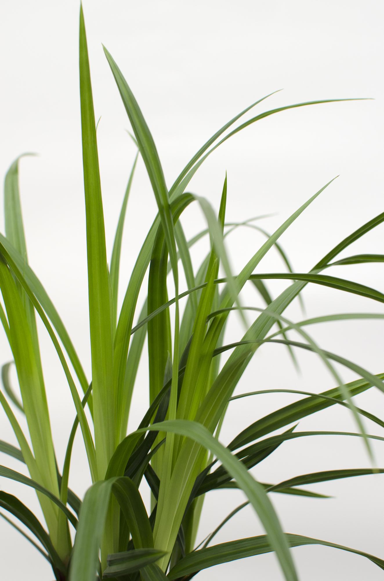 Ziergras Irish Green - Carex morrowii 'Irish Green' - ↨30cm - Ø14 3 Stück