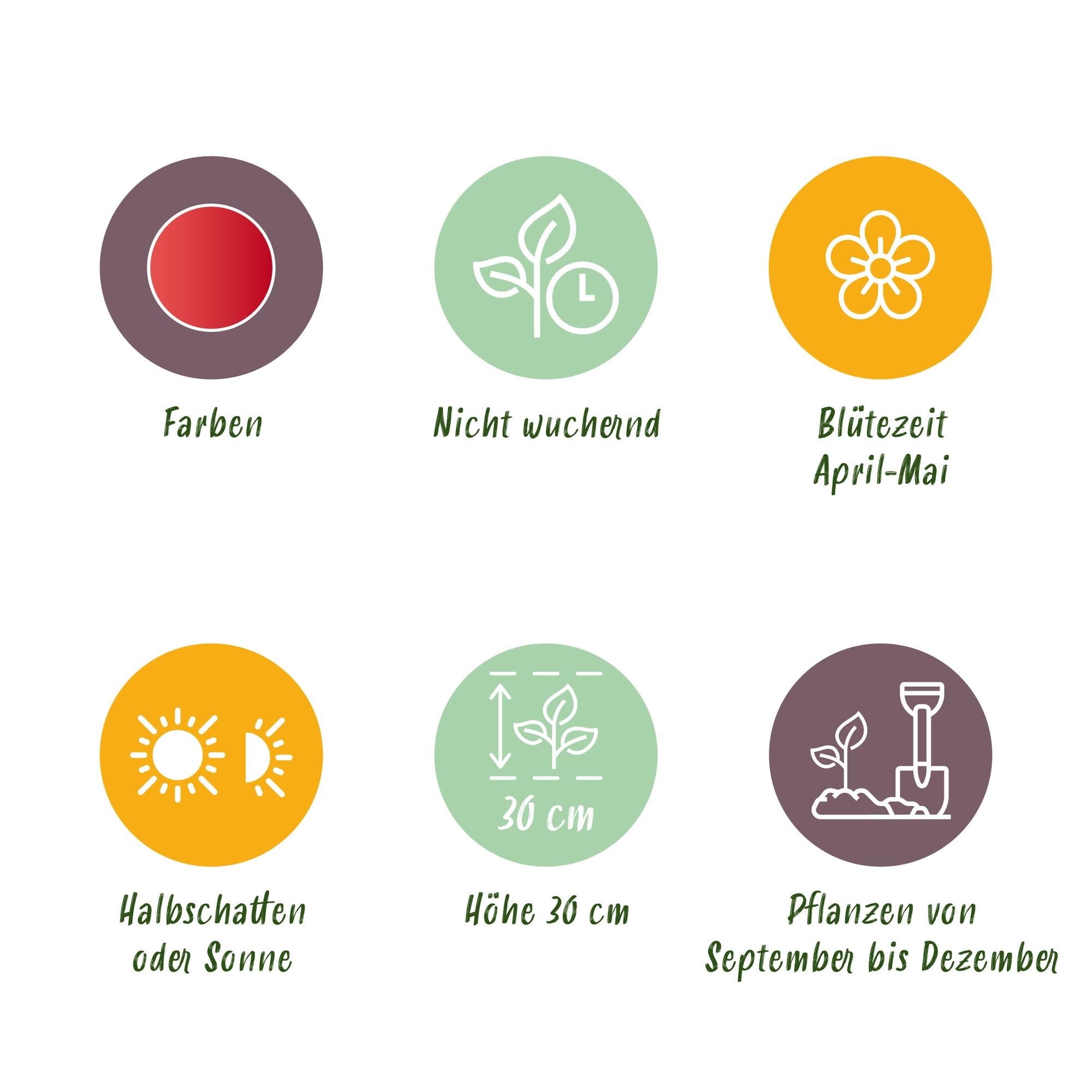 Tulpen - Tulipa Greigii Red - Farbe Rot - 15 Stück - Zwiebelgröße 11/12 - XXL Pack