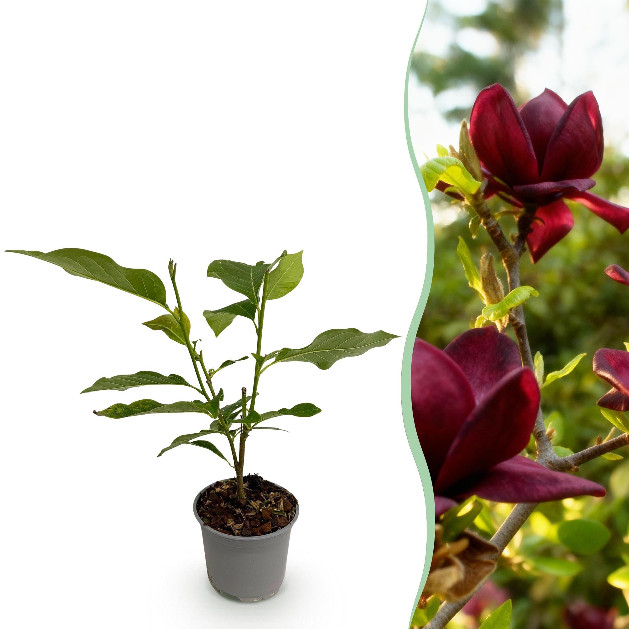 Magnolienstrauch - Magnolia Genie - Blüte Lila - 1 Pflanze - Laubabwerfend - Wenig Pflege - Topf 12cm Höhe 30cm