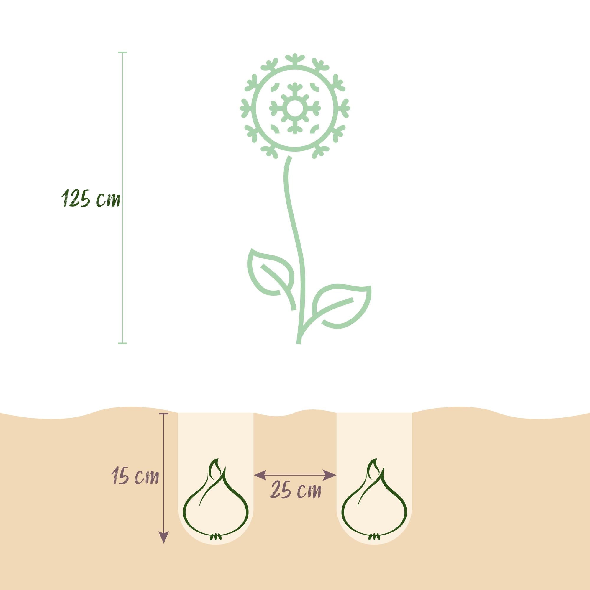 Zierlauch - Blumenzwiebeln - Allium Mount Everest - Farbe Weiß - 3 Stück - Zwiebelgröße 16/18 - XXL Pack