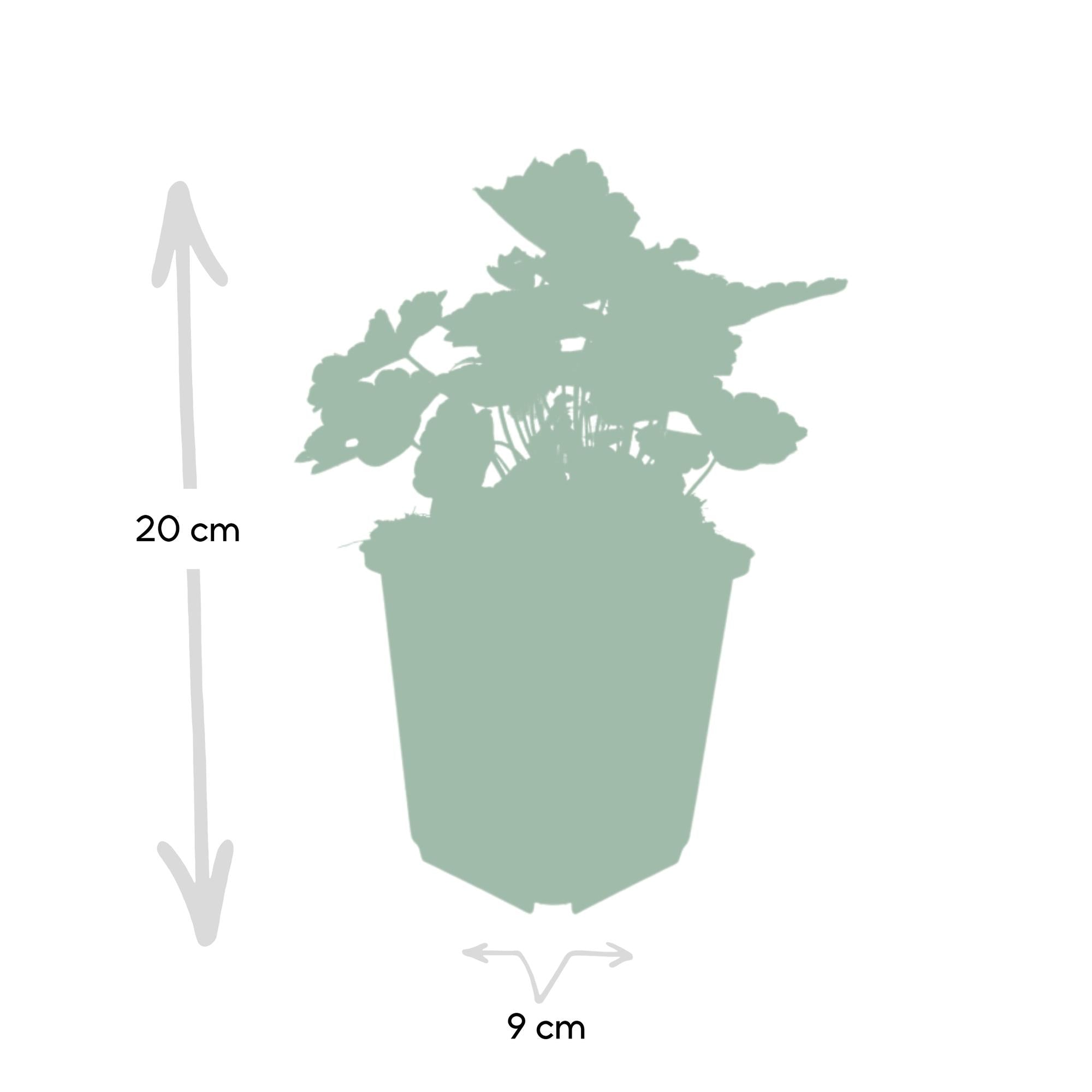 Purpurglöckchen - Heuchera mic. 'Palace Purple' - ↕10-25cm - Ø9cm 48 Stück