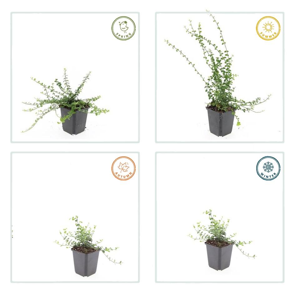 Zwergspindelstrauch - Euonymus fort. 'Minimus' - ↕10-25cm - Ø9cm 40 Stück