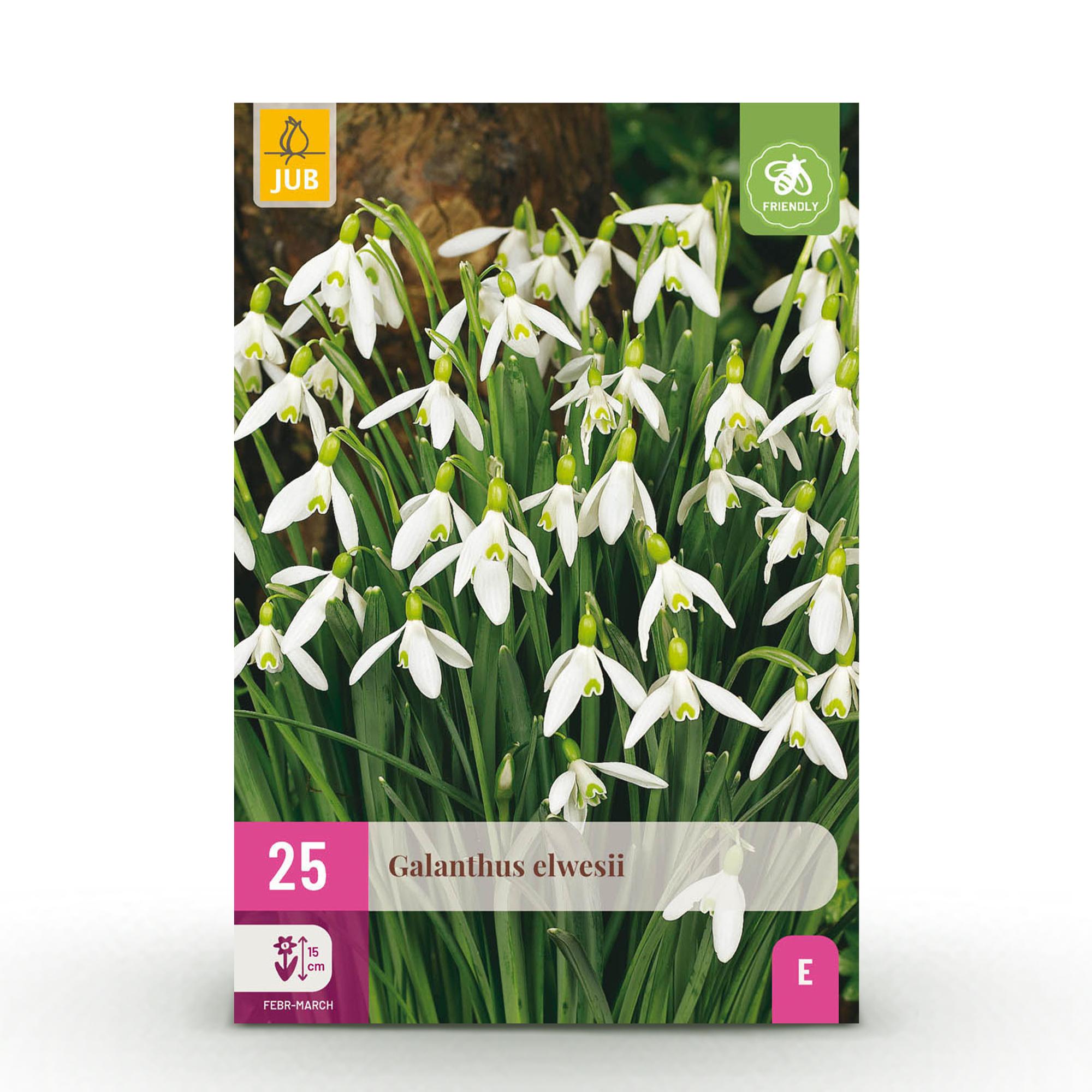 Schneeglöckchen - Galanthus Elwesii - Farbe Weiß - 25 Stück - Zwiebelgröße 5/6 - XXL Pack