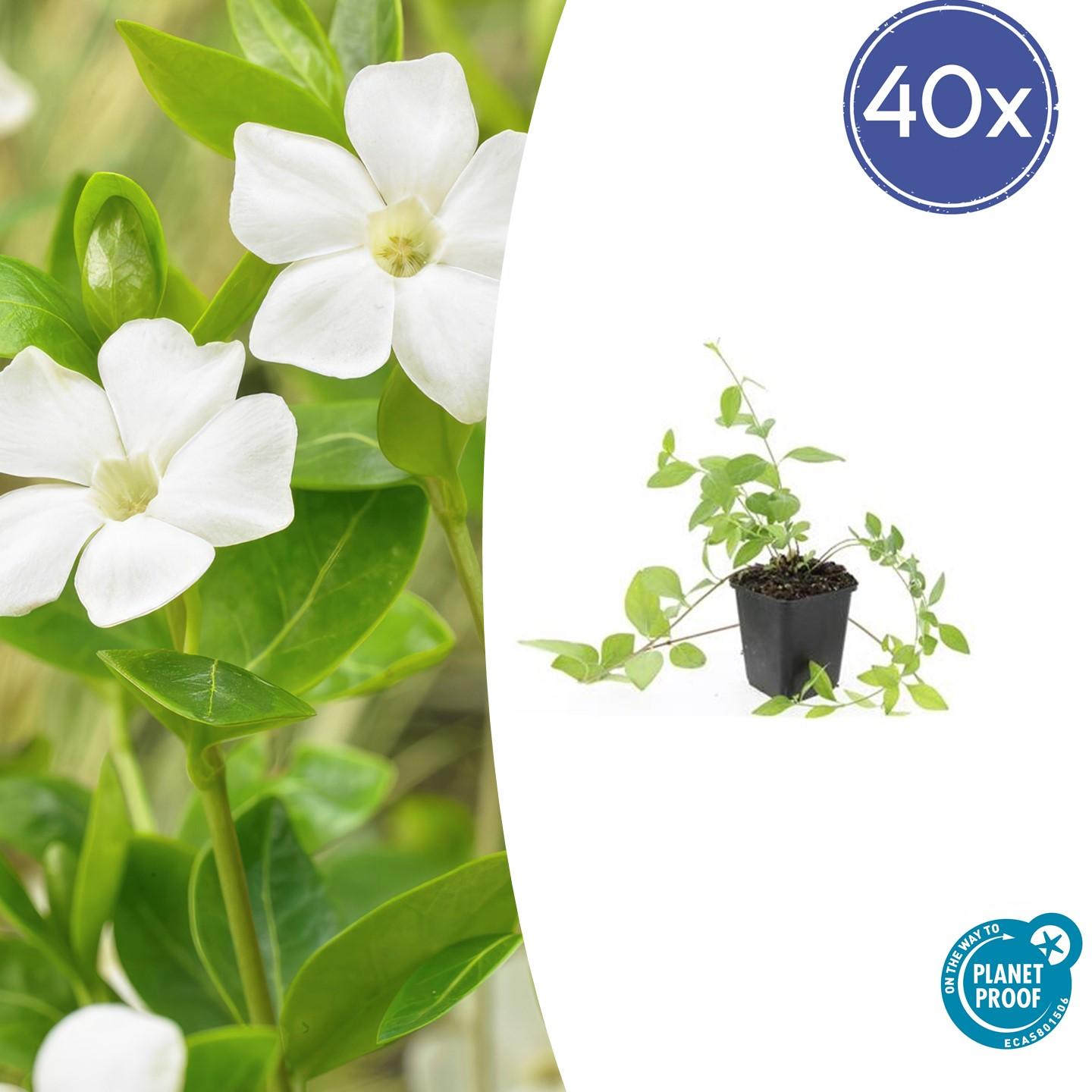 Kleines weißes Immergrün - Vinca major 'Alba' - ↕10-25cm - Ø9cm 40 Stück
