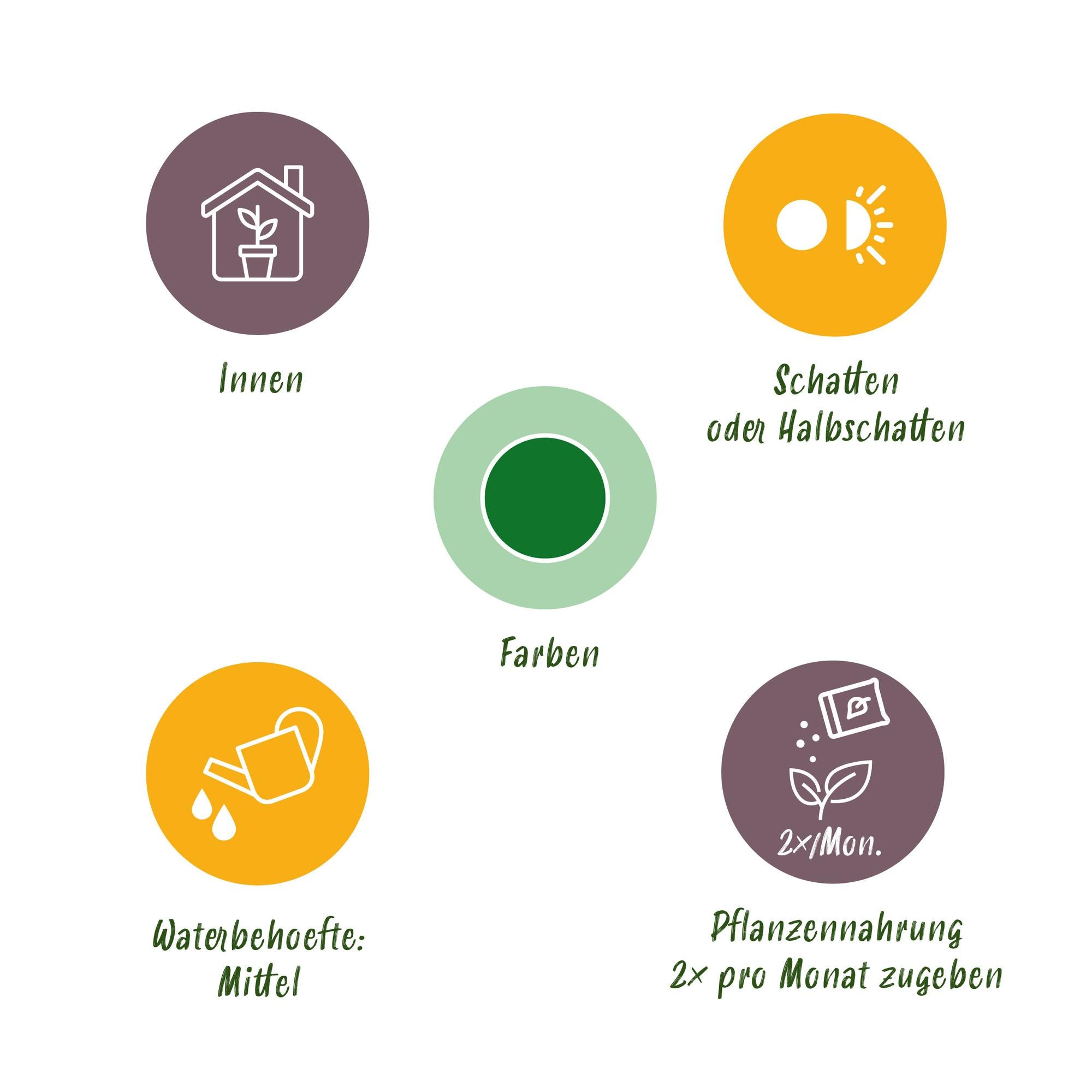 Zwergelefantenohr - Alocasia Cucullata - Buddha-Hand - Wenig Pflege - mit Korb - Grün - 1 Pflanze - Topf 21cm - Höhe 65-70cm