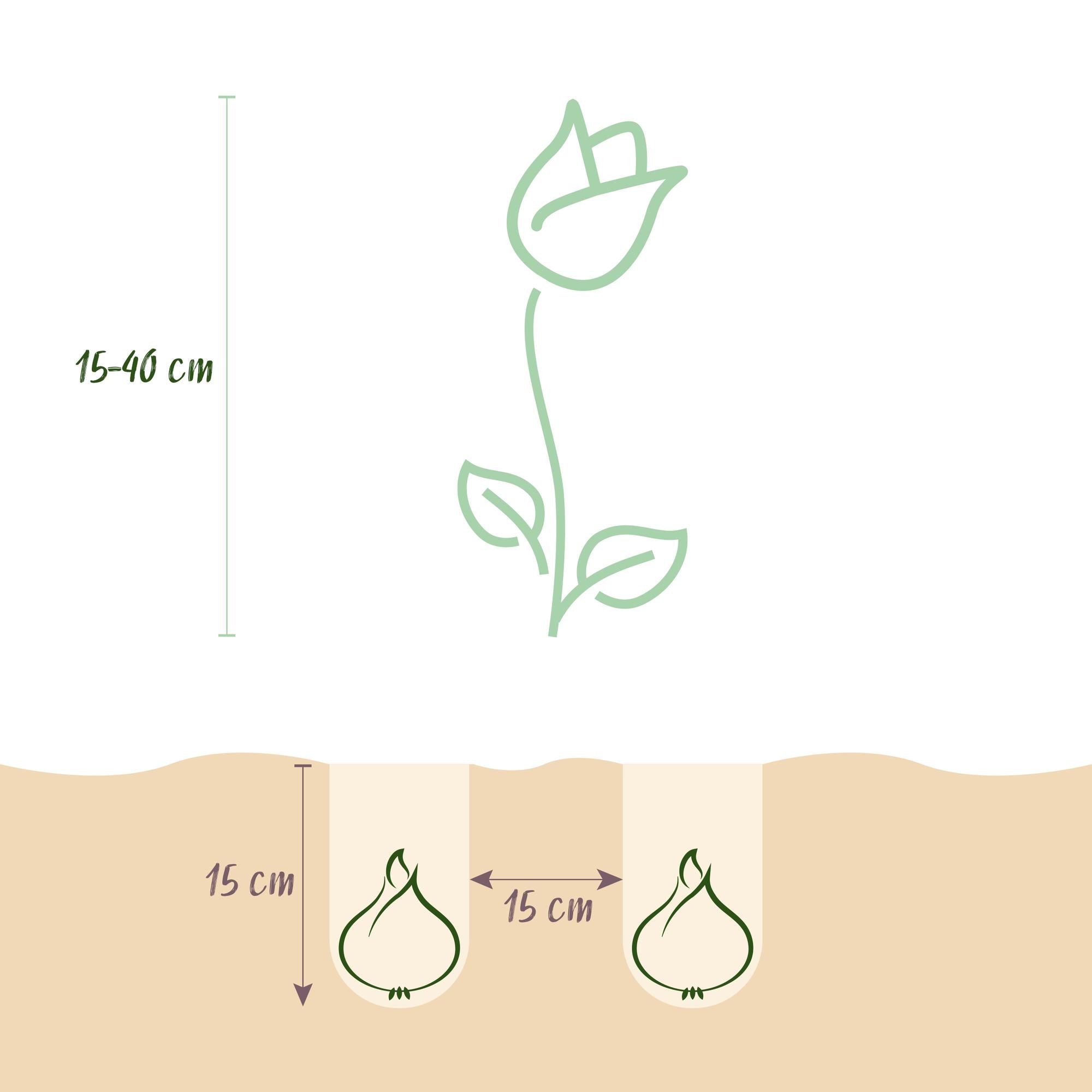Frühlingsblumen - Blumenzwiebeln Mix - Bulbs From Holland - Verschiedene Farben - 125 Stück - Geschenkverpackung