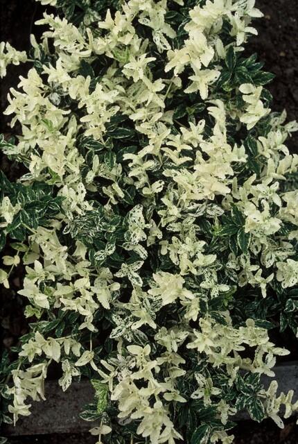 Kriechspindel - Euonymus fort. 'Harlequin' - ↕10-25cm - Ø9cm 12 Stück